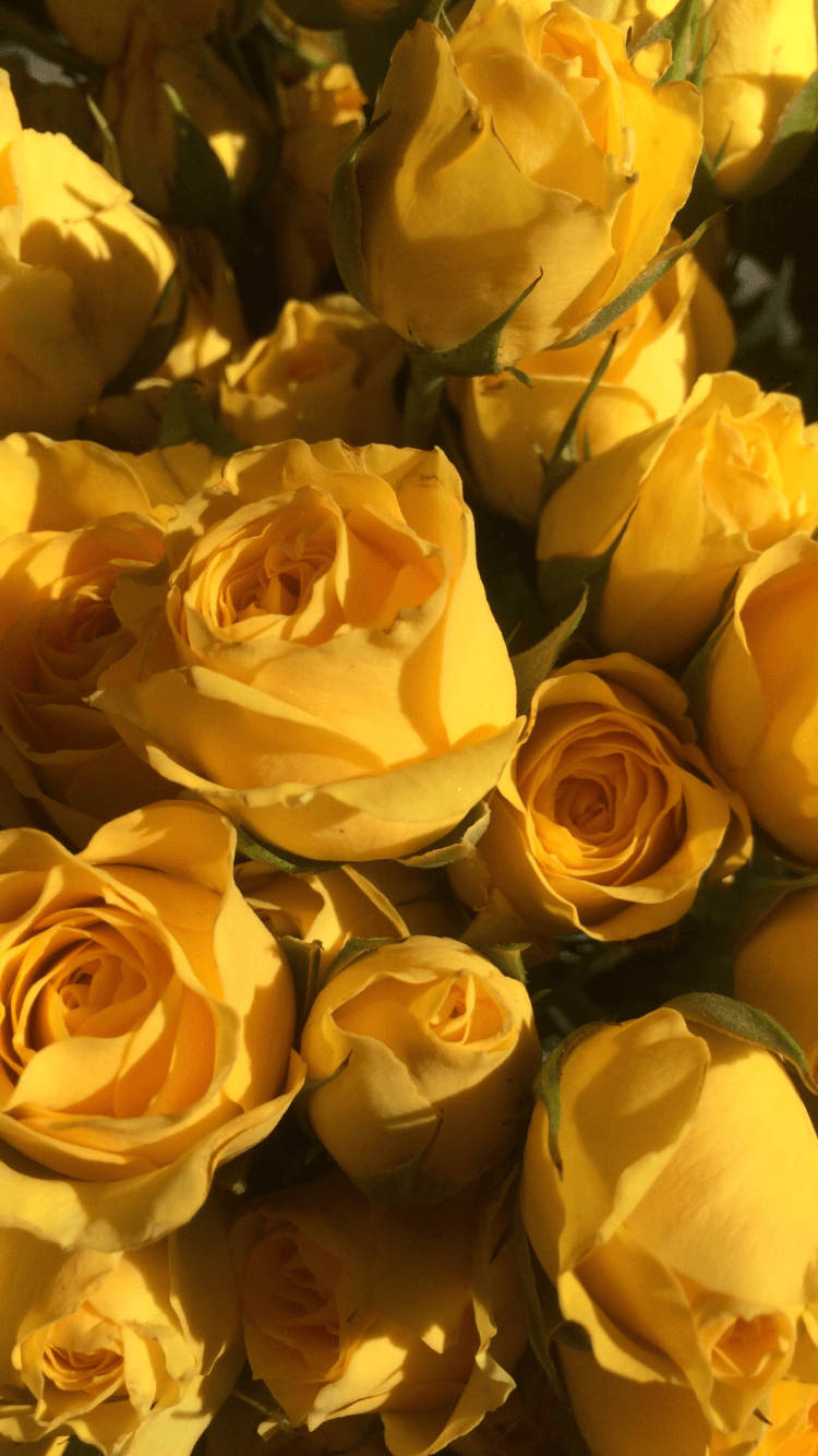 Yellow Aesthetic Roses Background