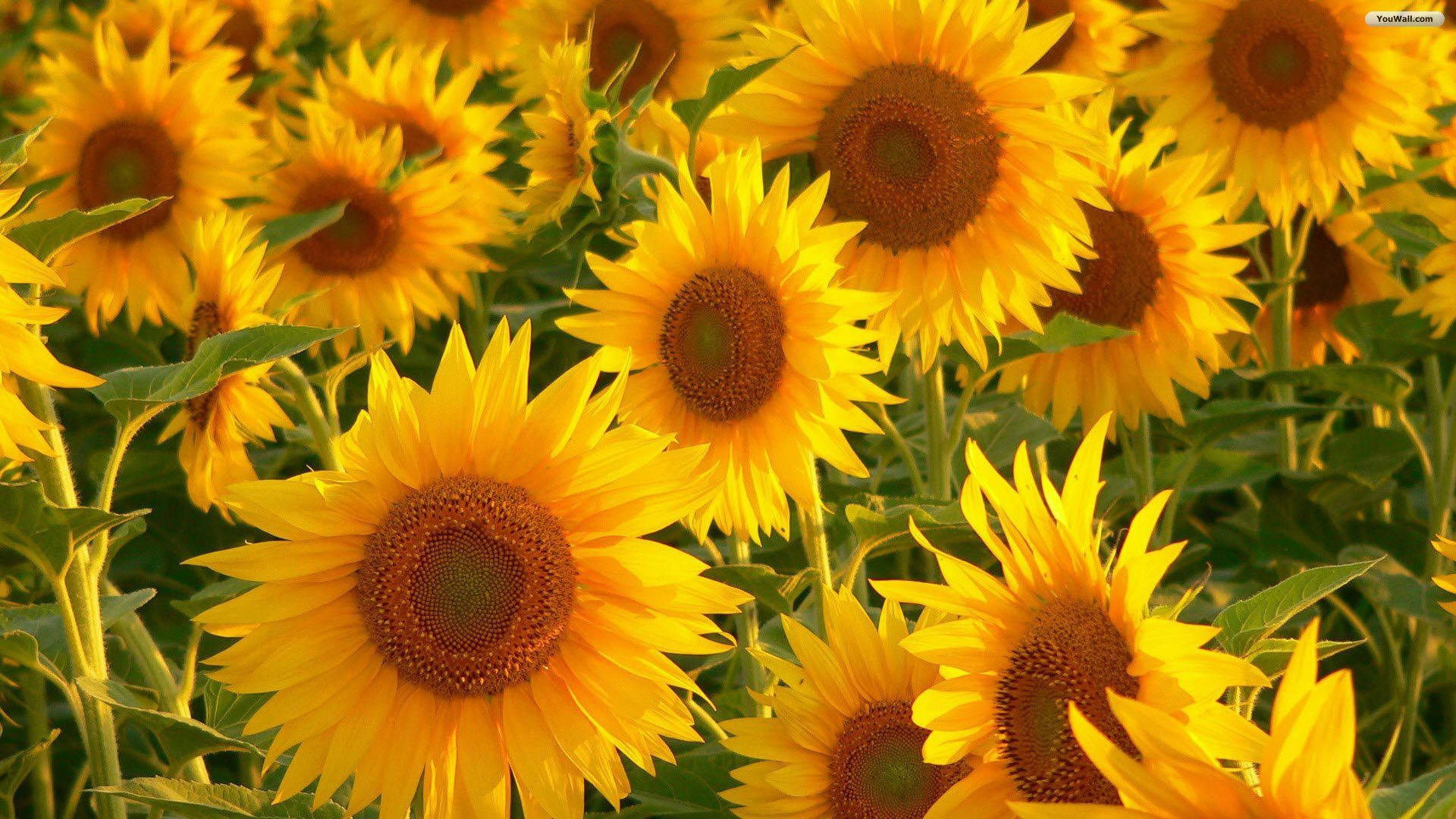Yellow Aesthetic Sunflower Field Background