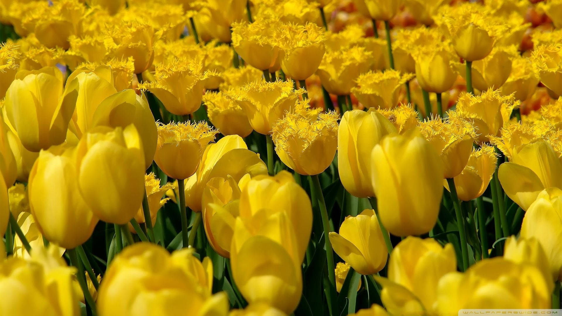 Yellow Aesthetic Tulips Background