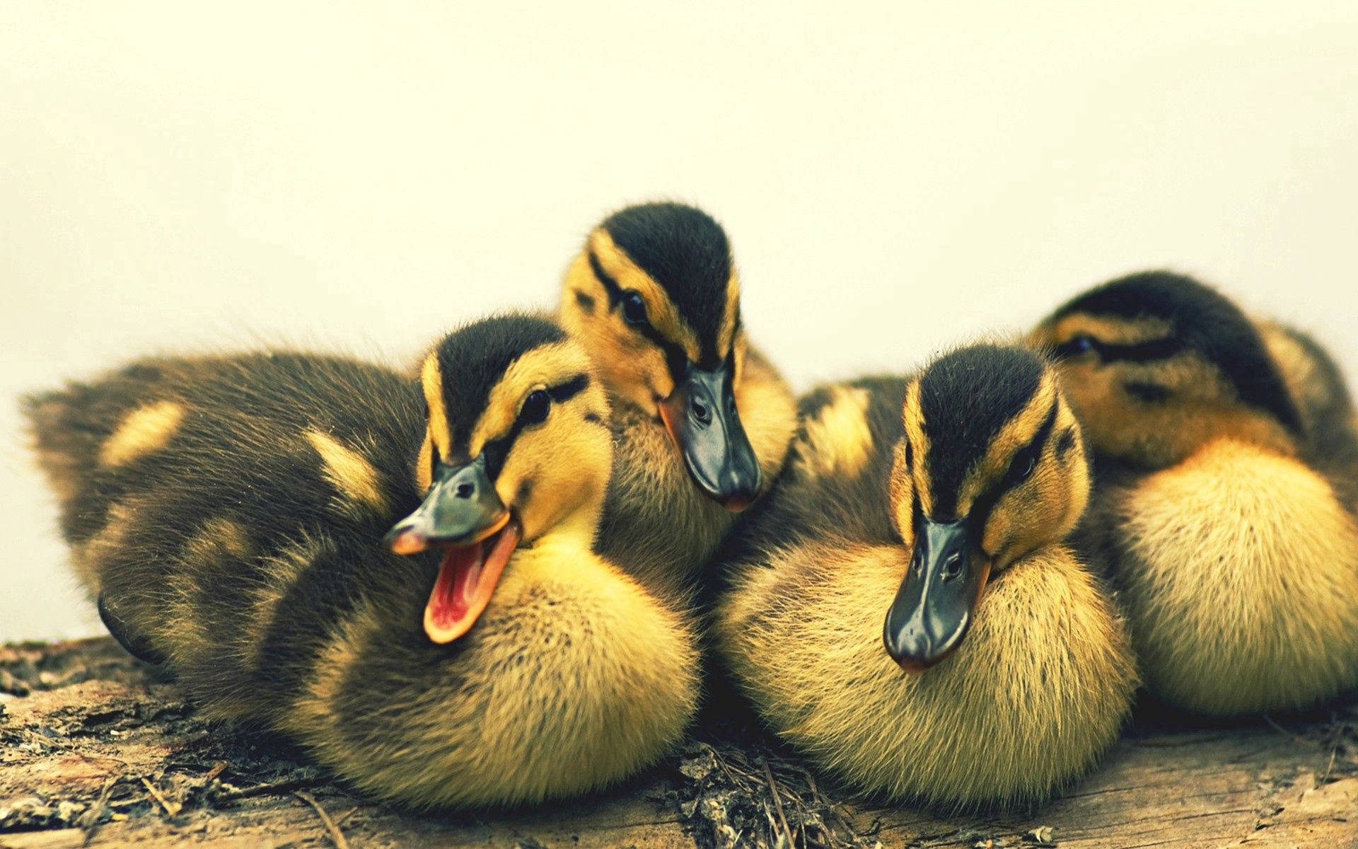 Yellow And Black Baby Duck Background
