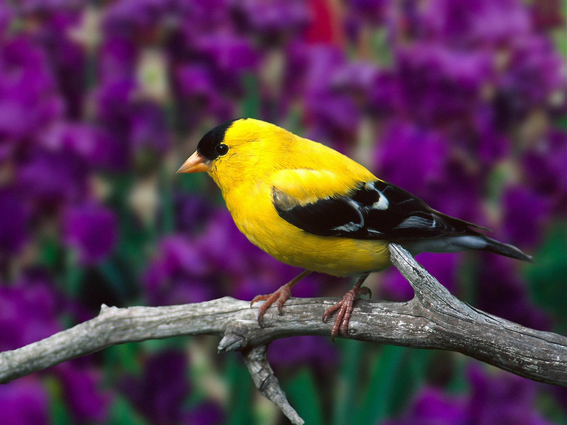 Yellow And Black Bird Background