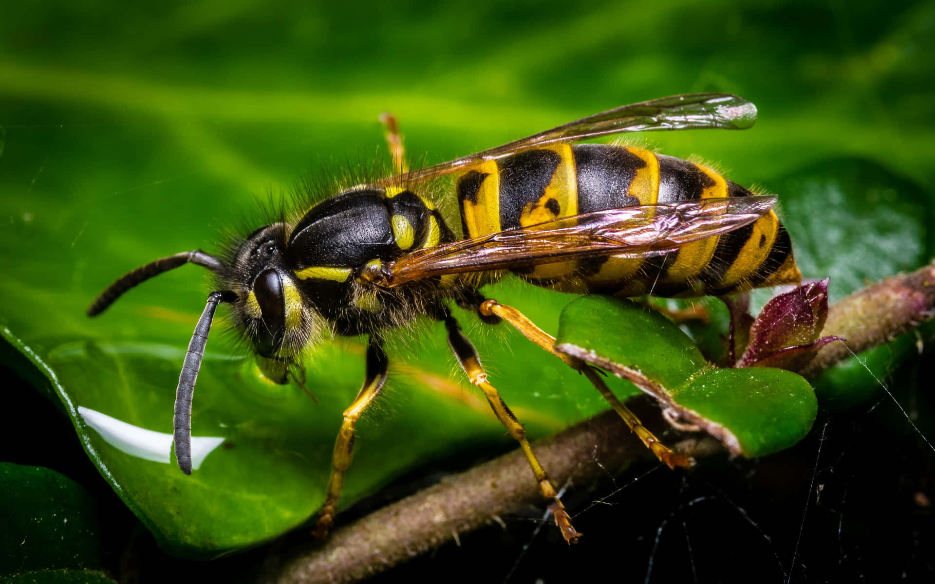 Yellow And Black Color Insects Background