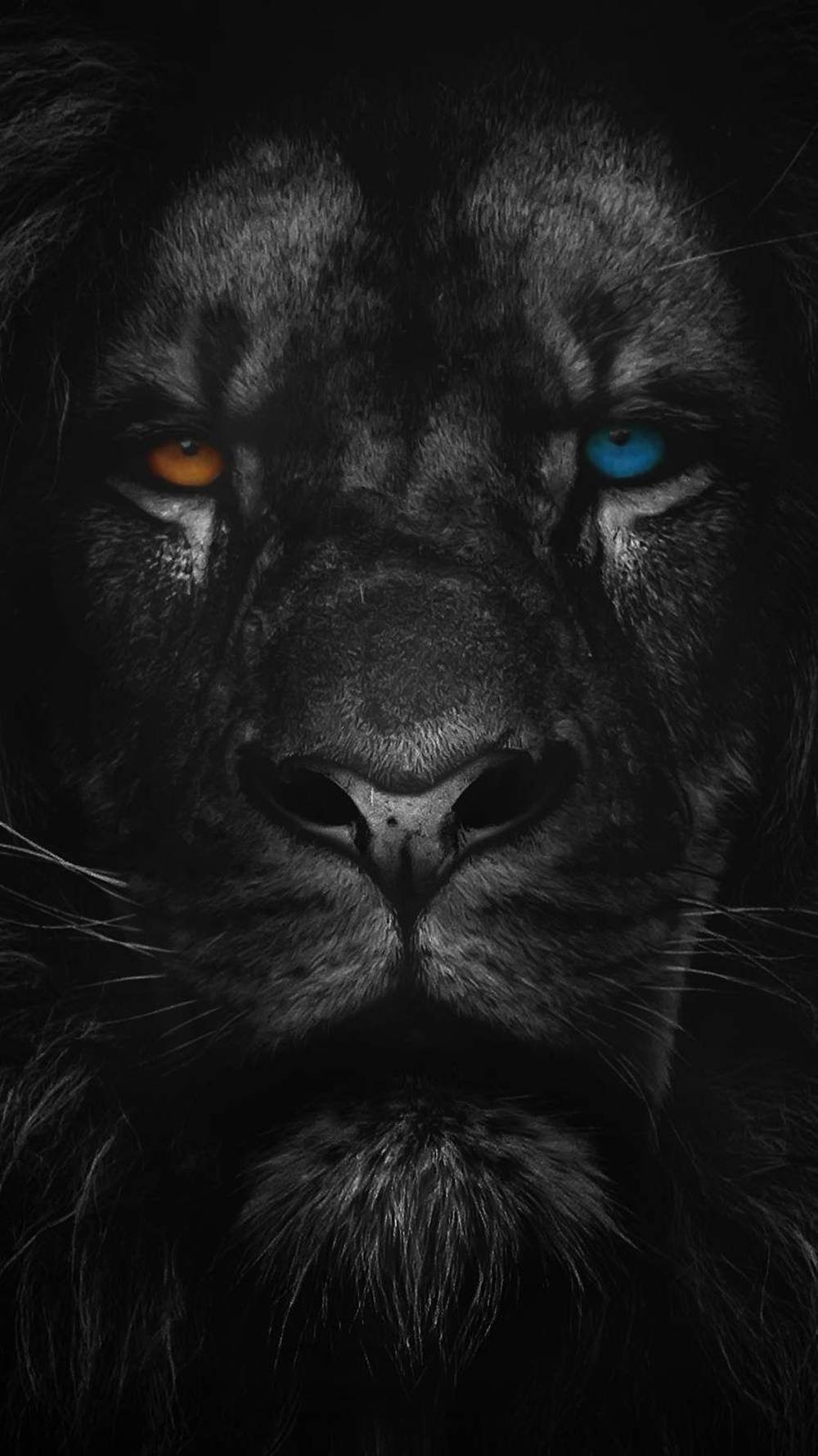 Yellow And Blue Eyed Lion Iphone Background