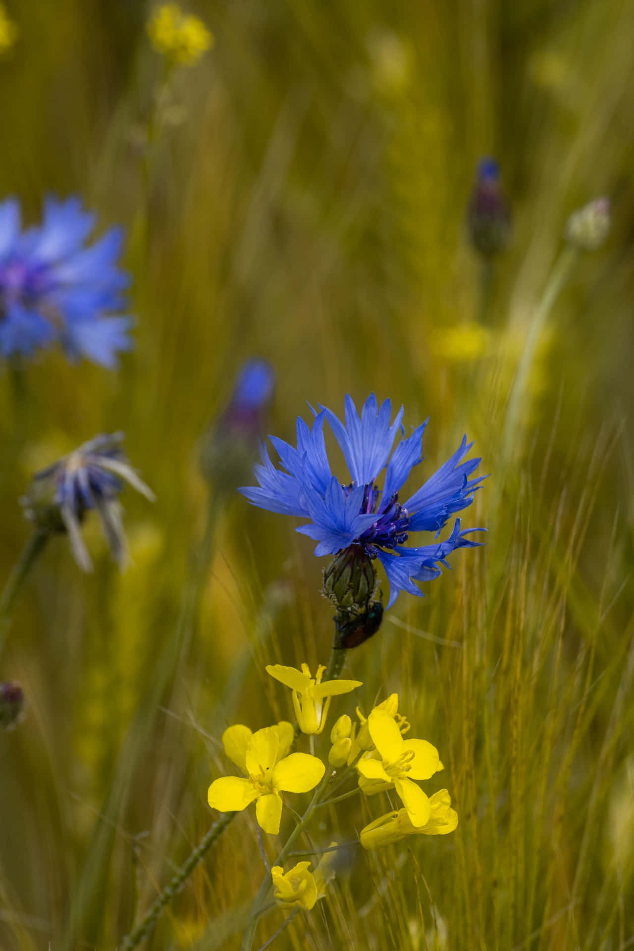 Yellow And Blue Flowers Phone Background