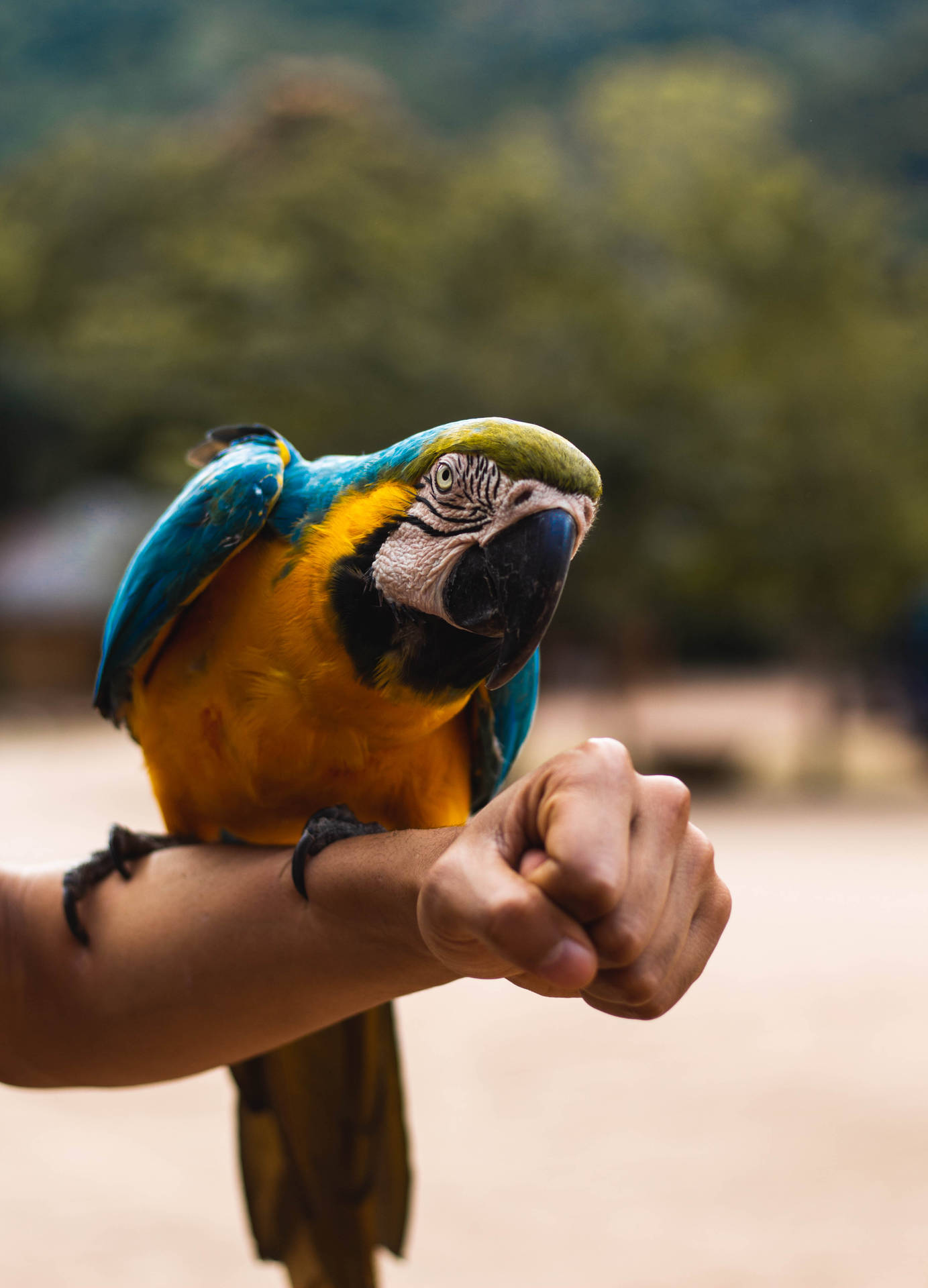 Yellow And Blue Parrot Beautiful Birds