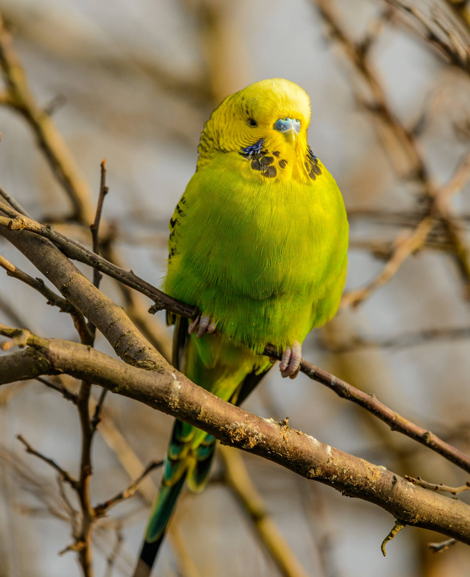 Yellow And Green Parrot Hd