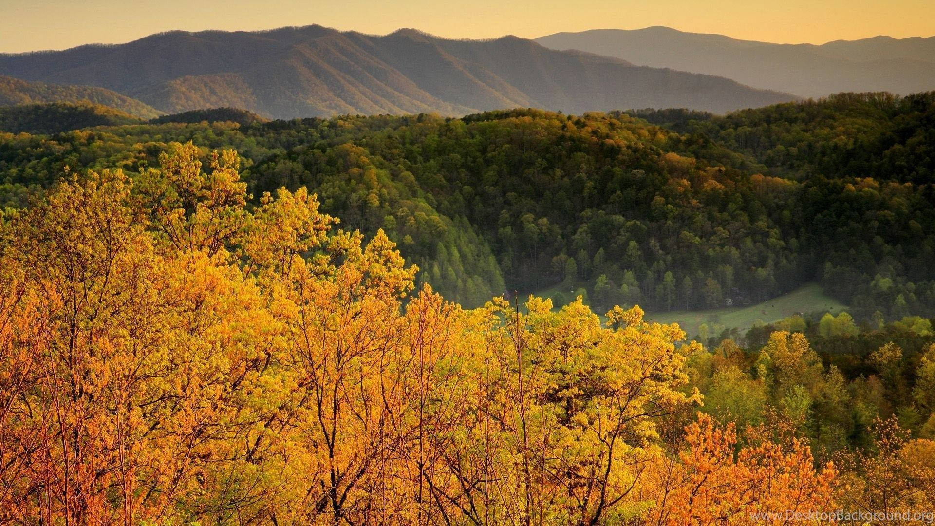 Yellow And Green Trees Smoky Mountains