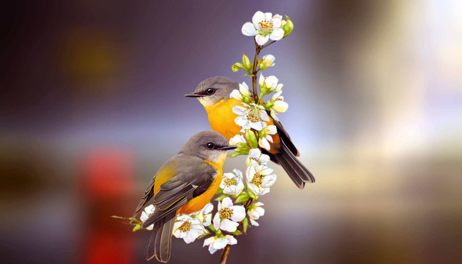Yellow And Grey Love Birds Background