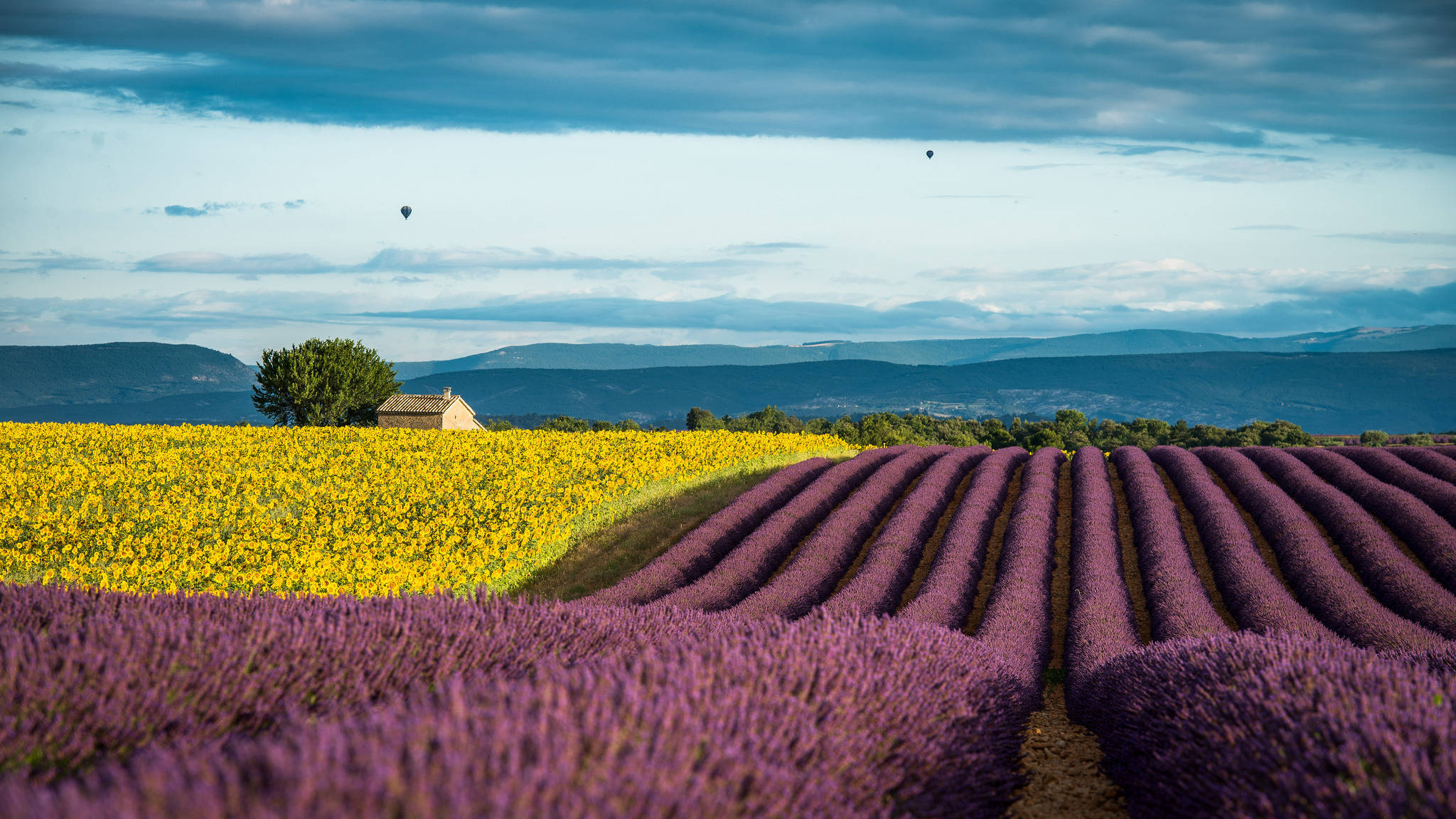 Yellow And Lavender Desktop Background