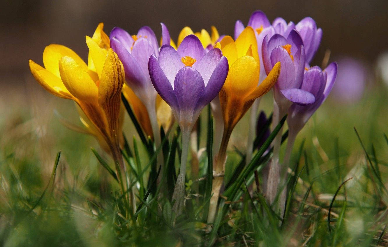 Yellow And Lilac Saffron Crocus