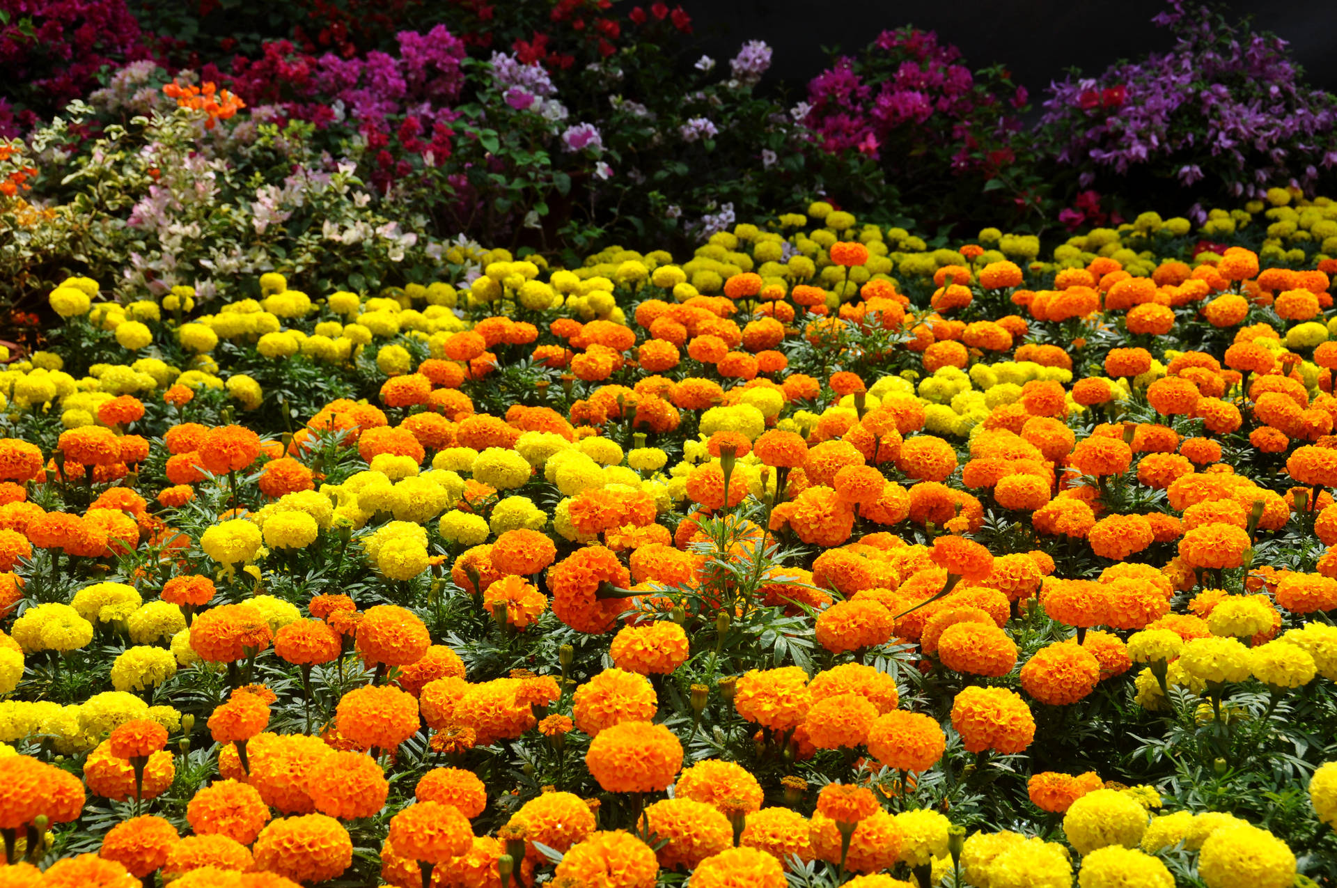 Yellow And Orange Flower Garden Background