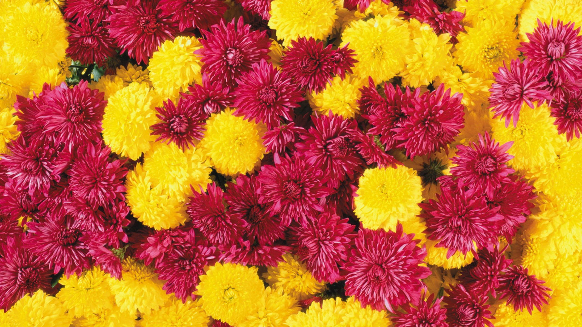 Yellow And Red Chrysanthemums Background