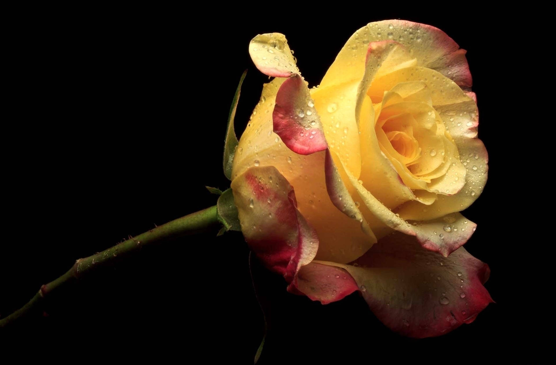 Yellow And Red Rose Background