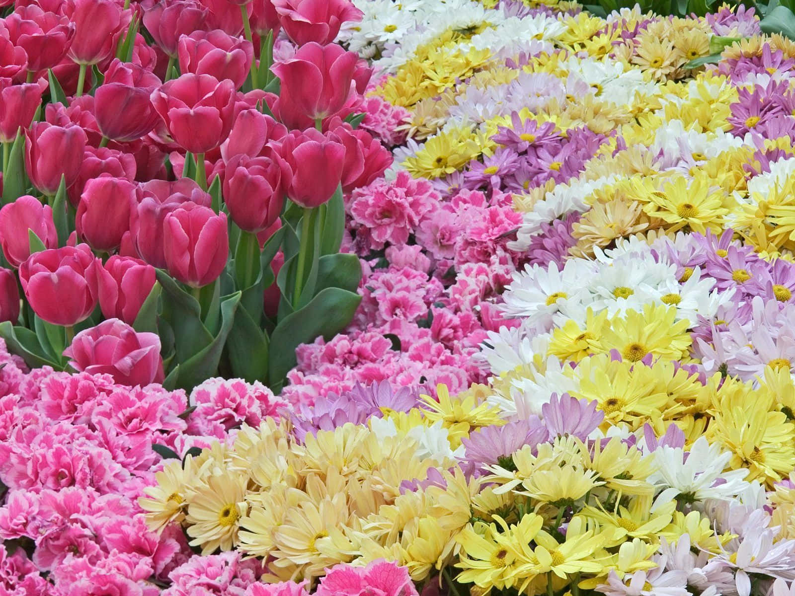 Yellow And White Flowers Nature Bunches Background