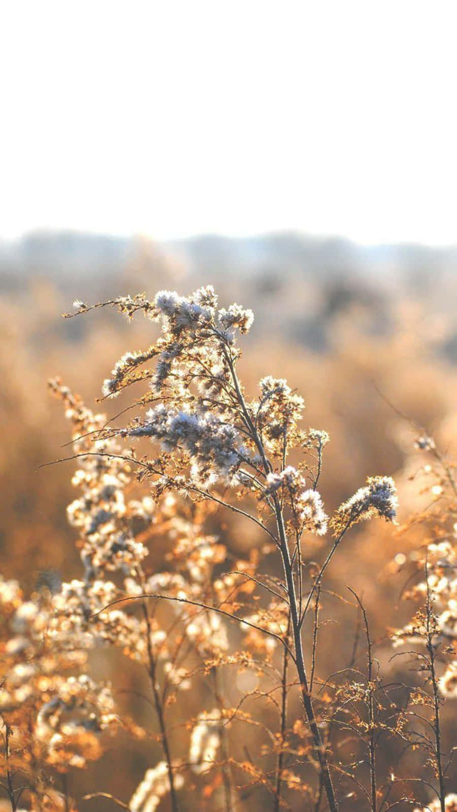Yellow And White Flowers Relaxing Iphone