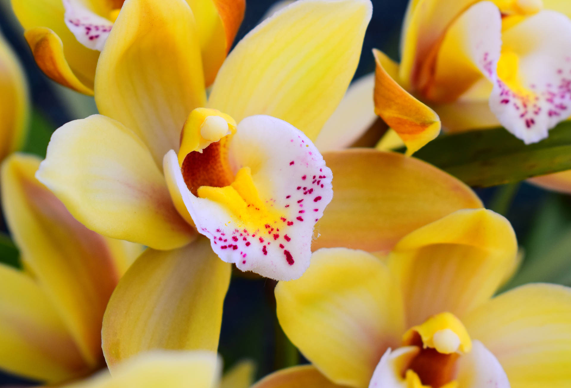 Yellow And White Orchids Background