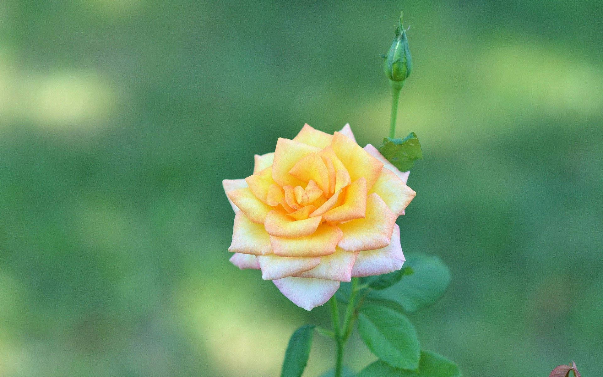 Yellow And White Rose Background
