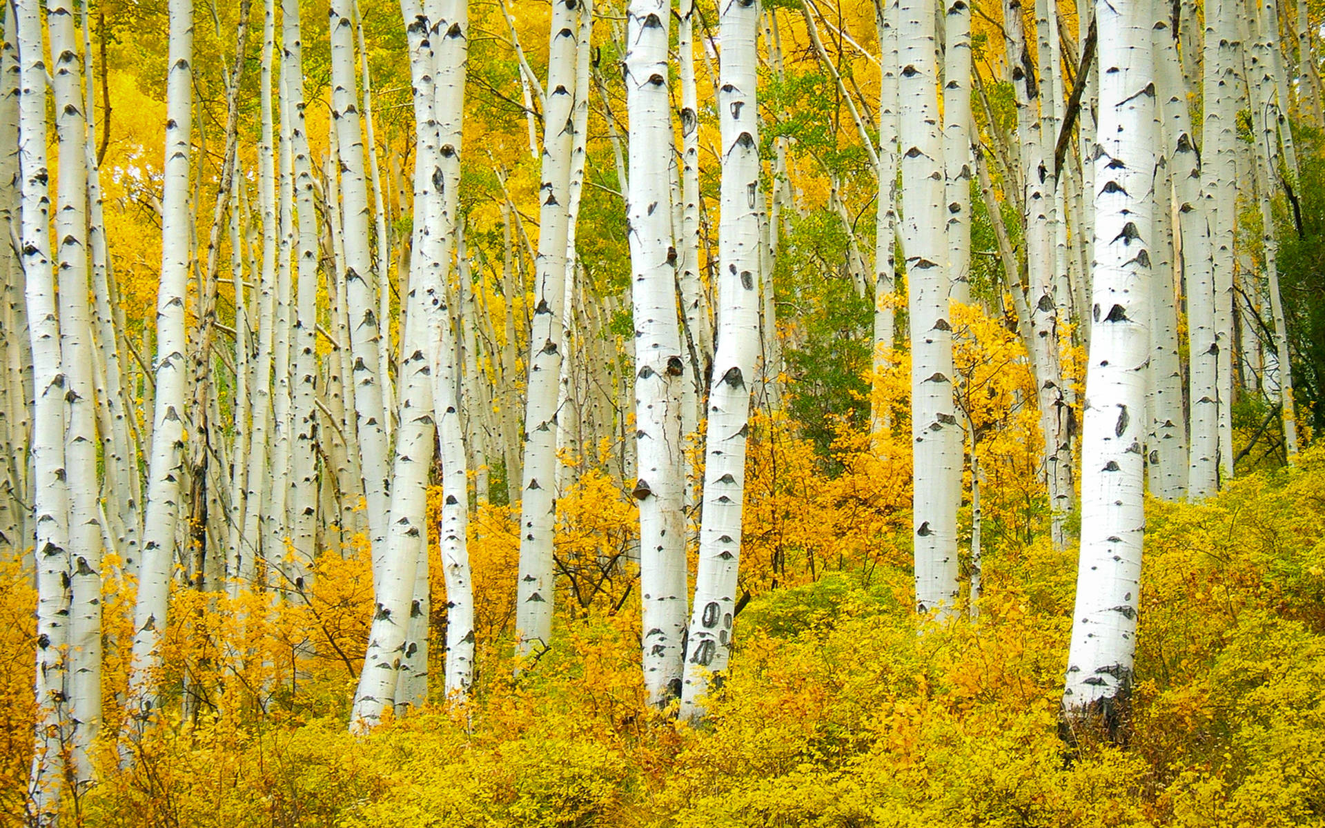 Yellow Aspen Grove Birch Tree Background