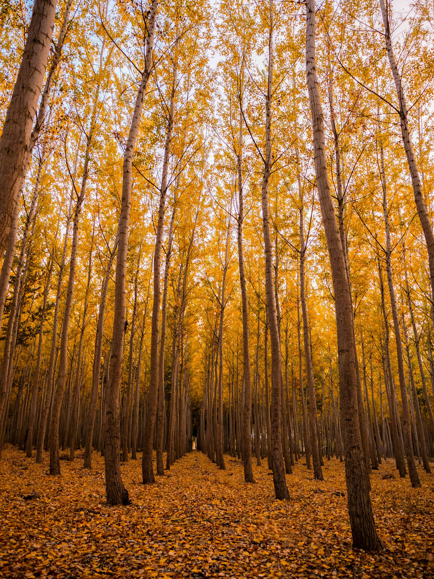 Yellow Autumn Forest Background