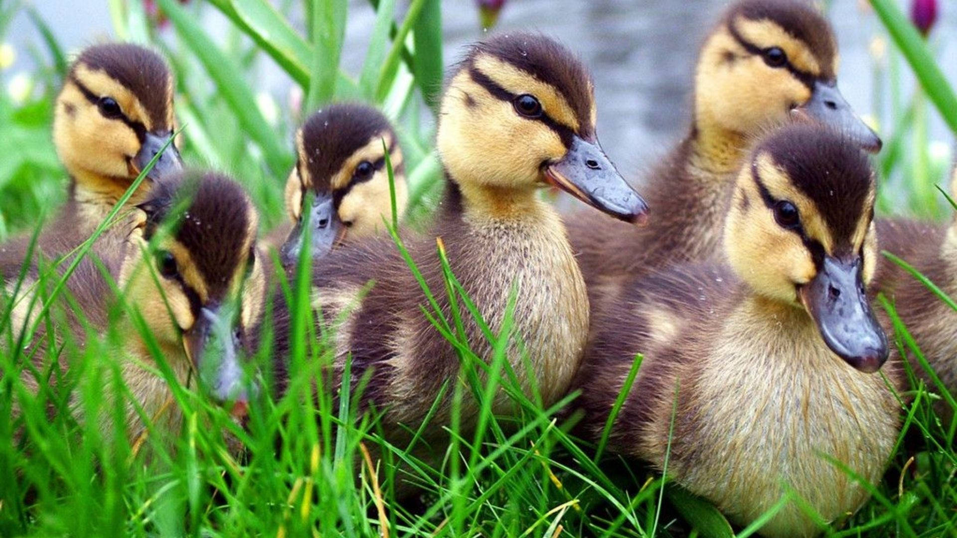 Yellow Baby Ducks With Brown Pattern