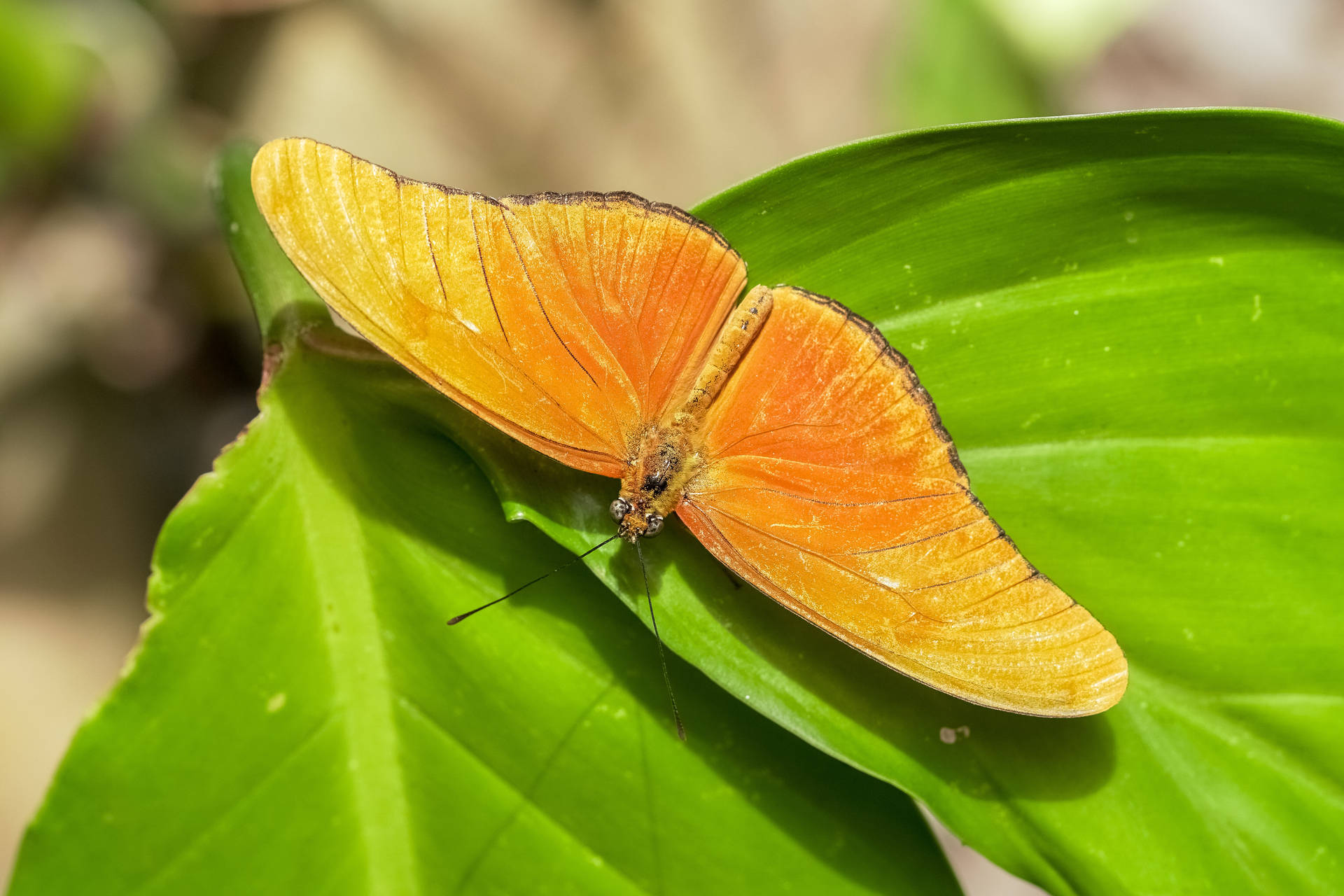 Yellow Beautiful Butterfly On Big Leaves Background