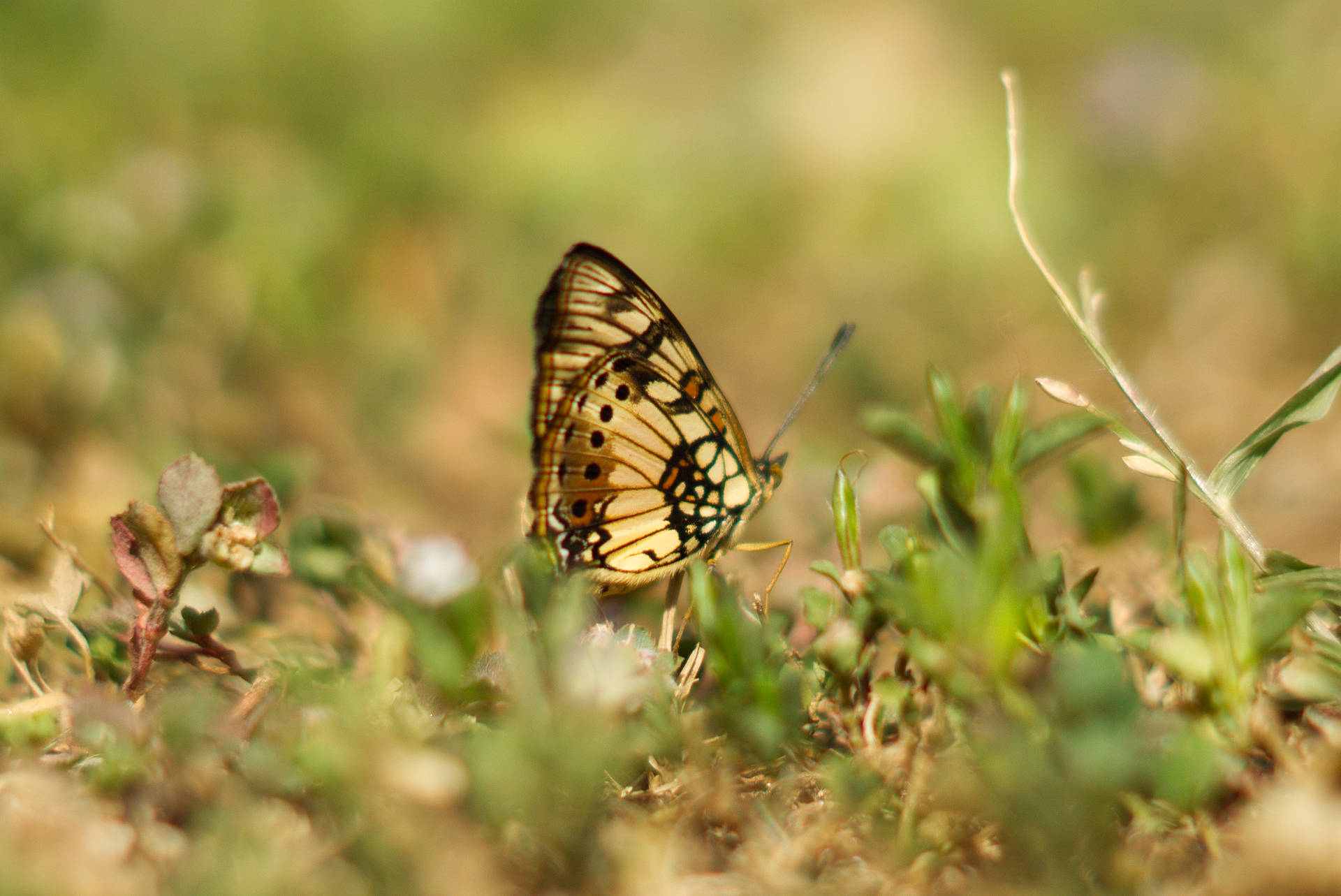 Yellow Beautiful Butterfly On Grass Background