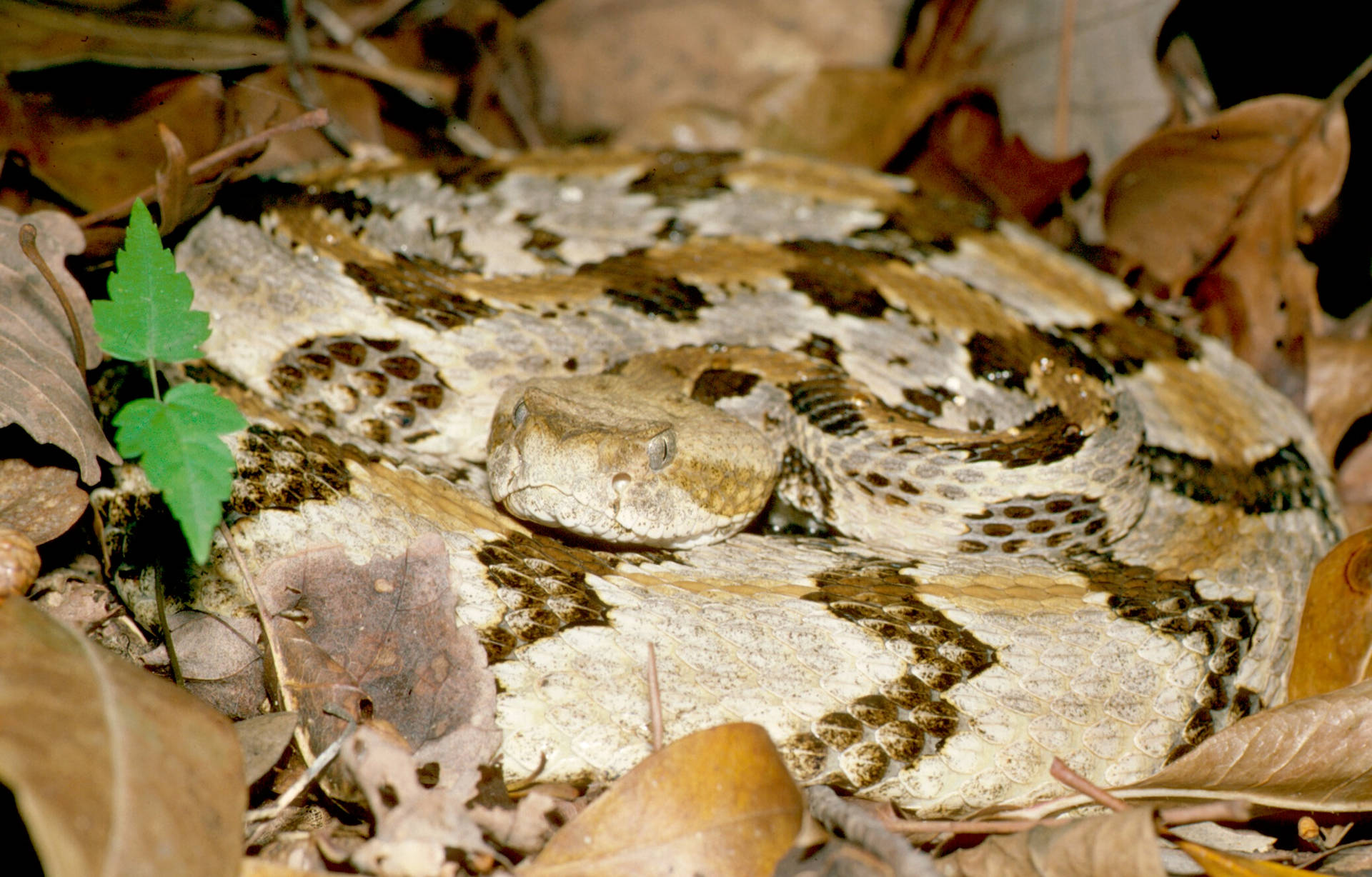 Yellow Beige Timber Rattler Snake Background