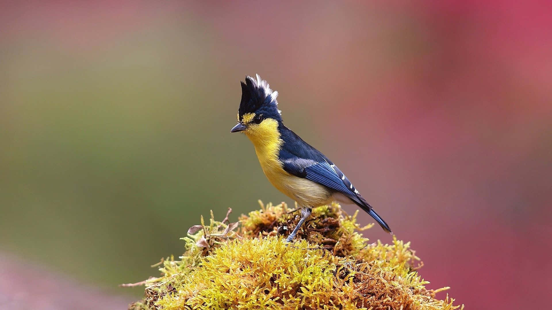 Yellow Bellied Titmouseon Mossy Perch.jpg