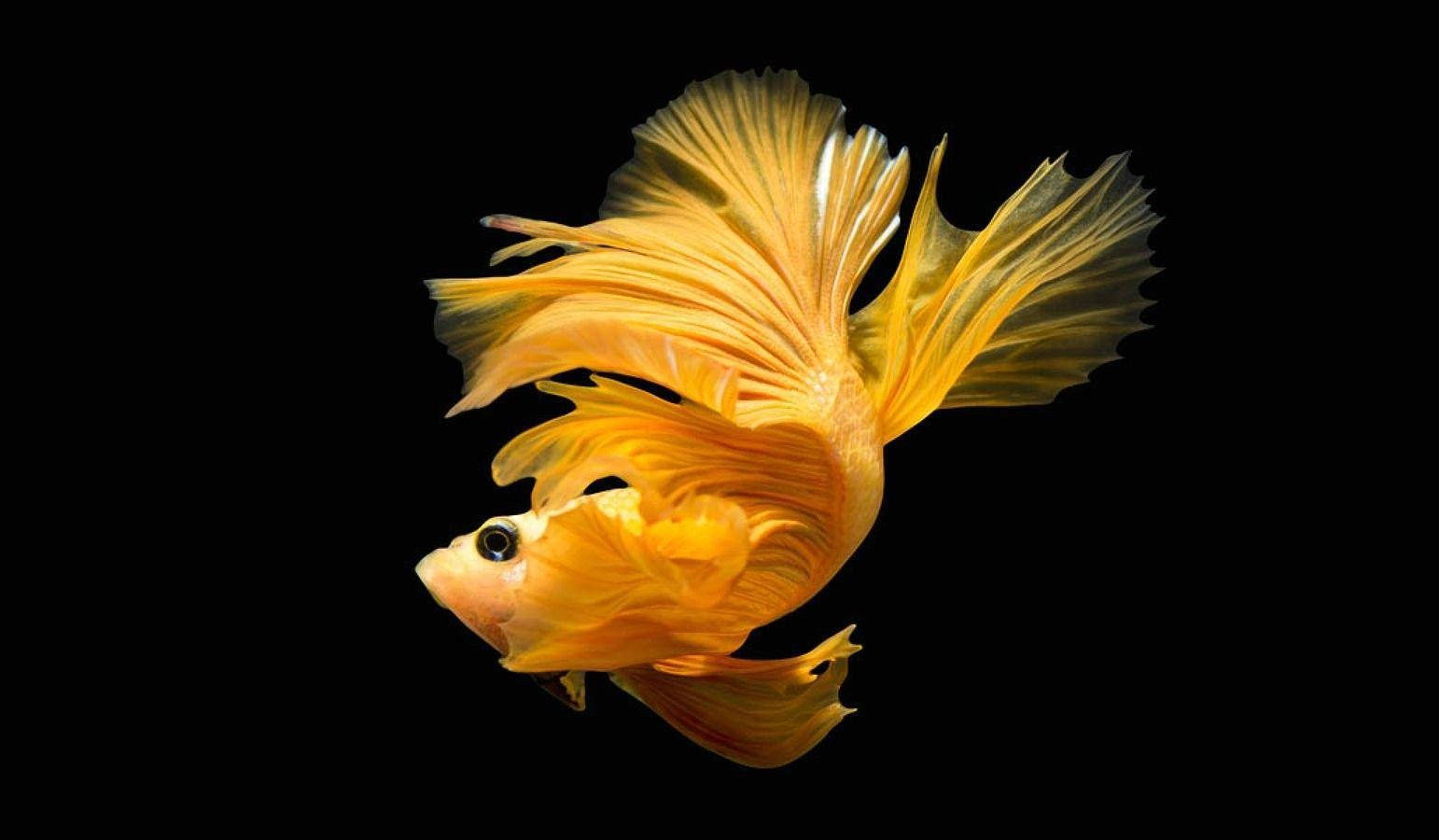 Yellow Betta Fish Background