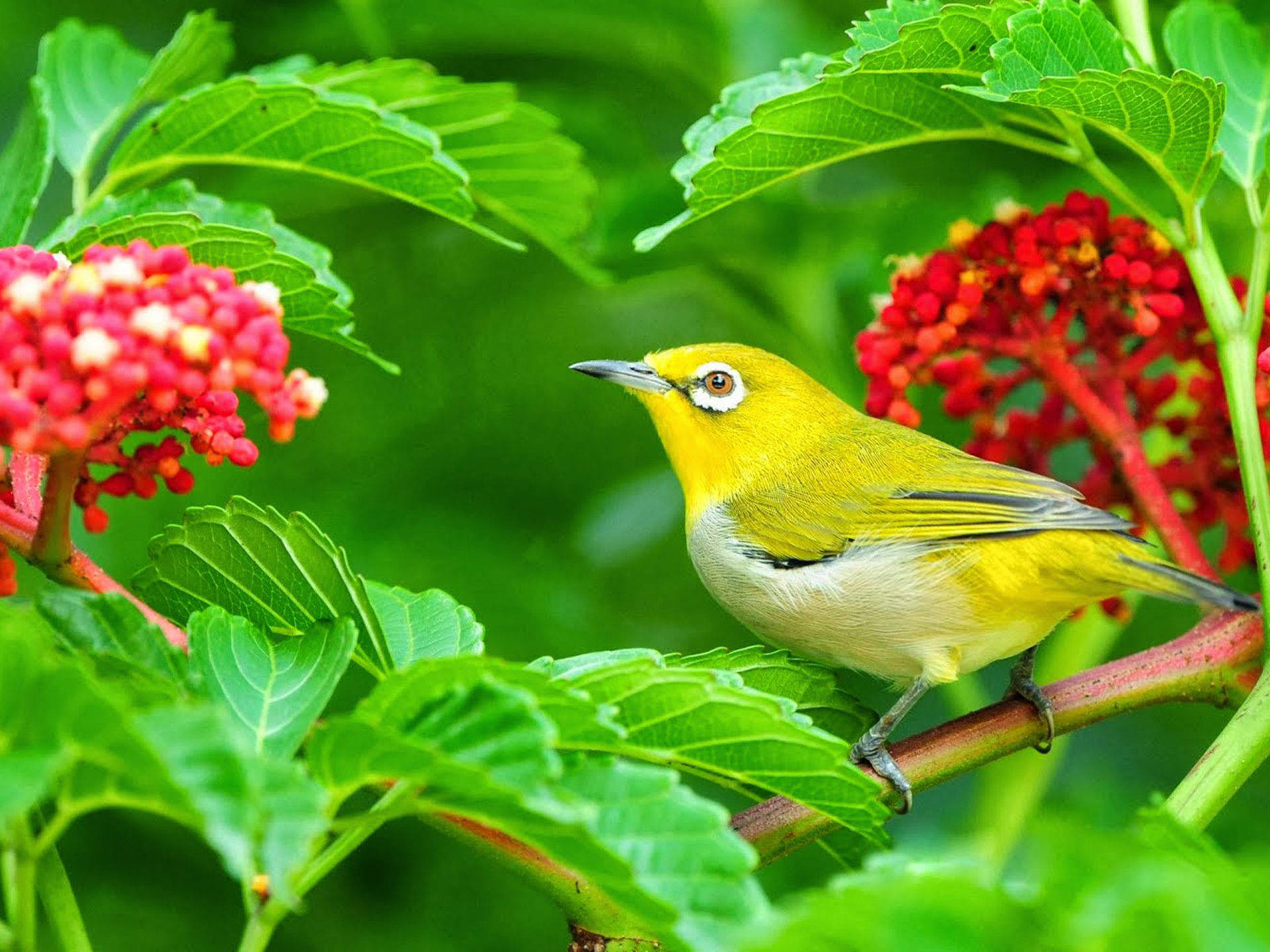 Yellow Bird And Red Flowers Background