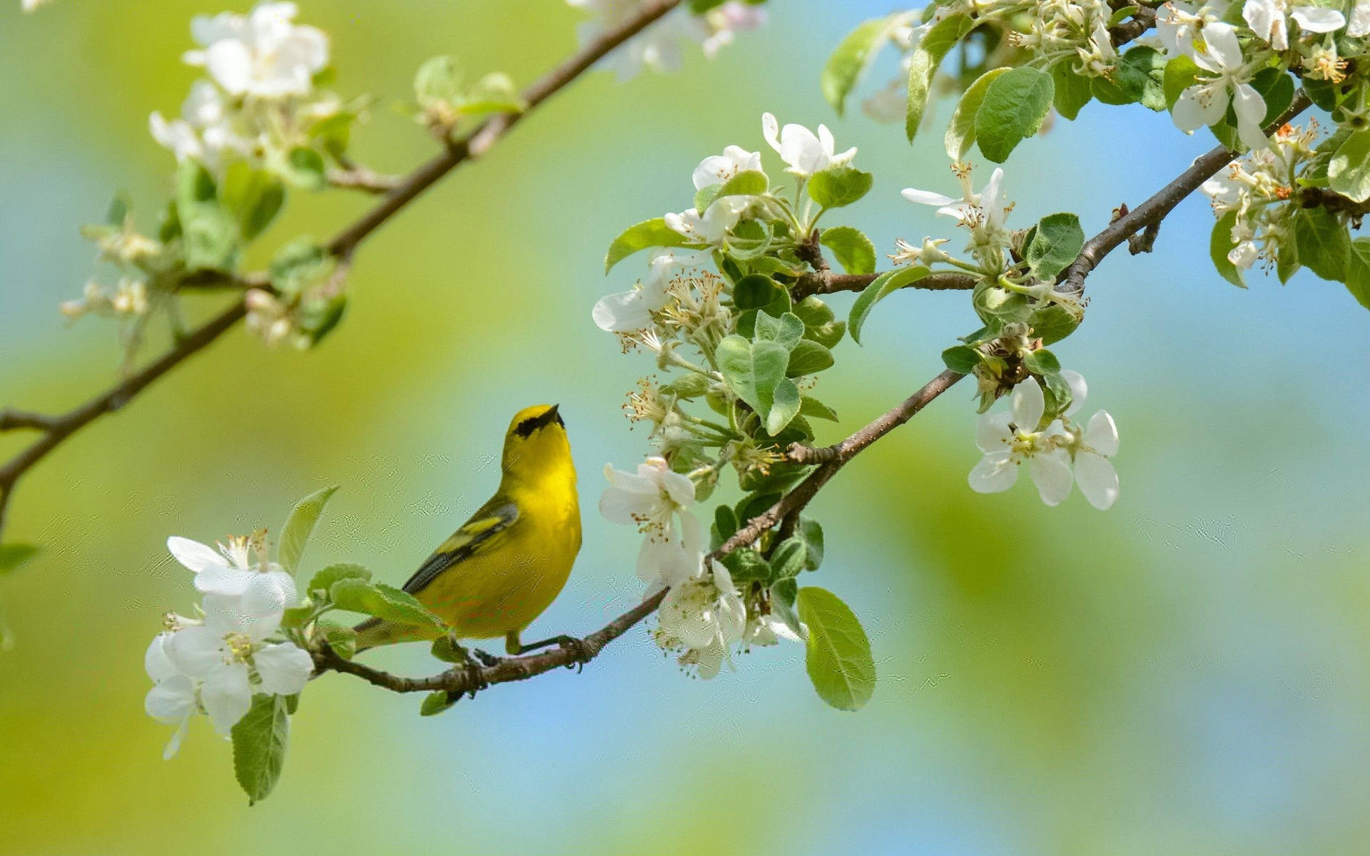 Yellow Bird And White Flowers Background