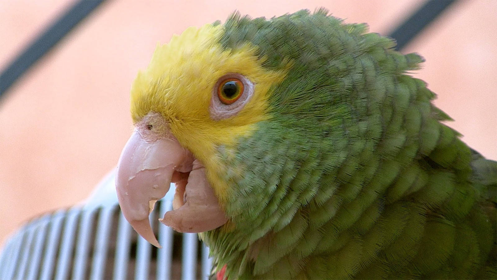 Yellow Bird In Amazonas Forest Background