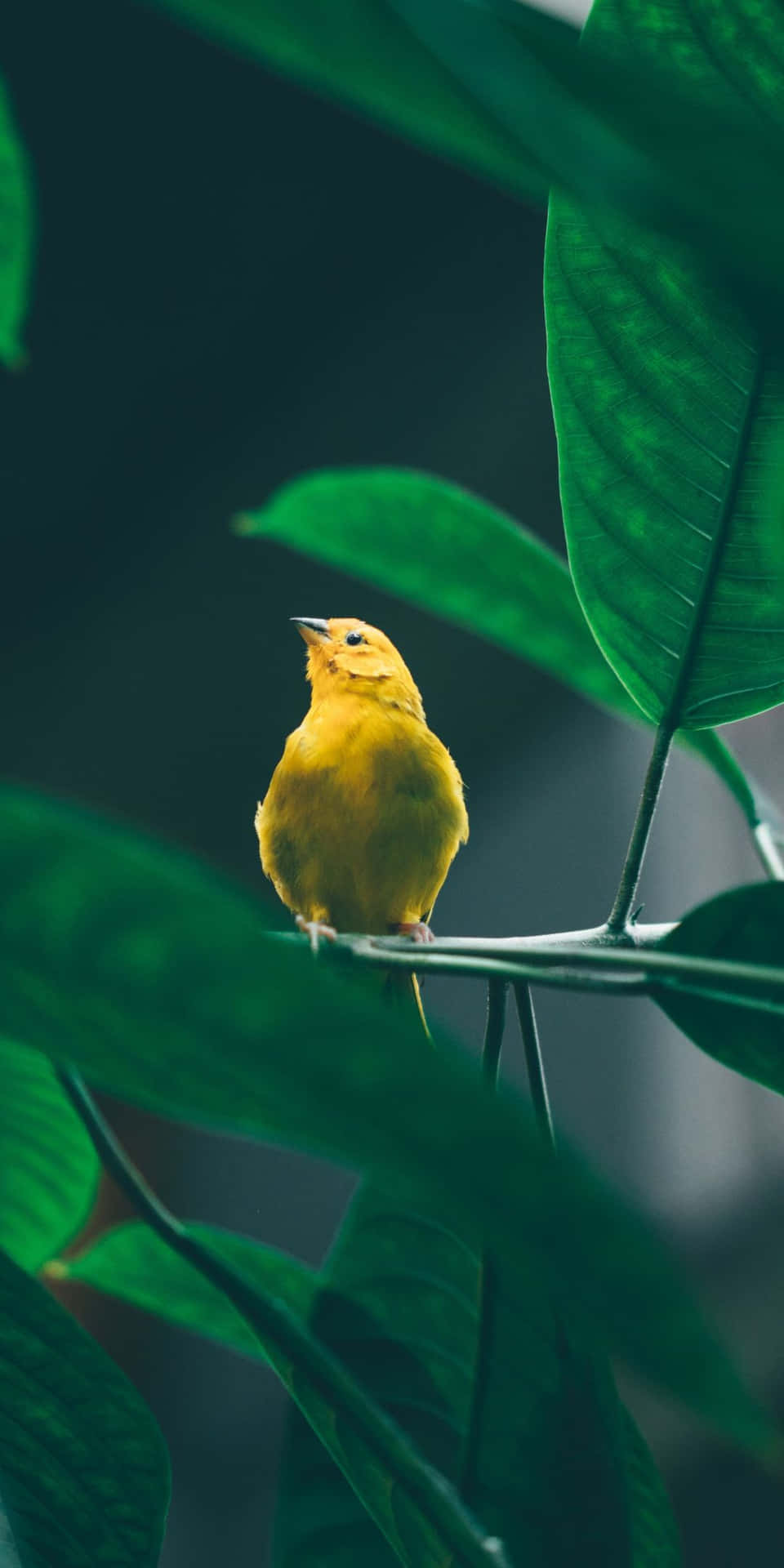 Yellow Bird On A Branch With Green Leaves Background