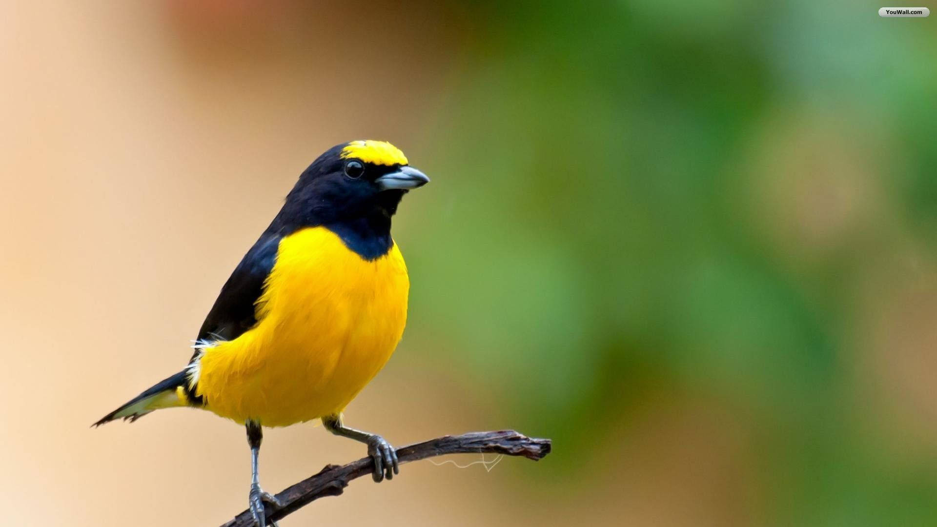 Yellow Bird On A Twig Background