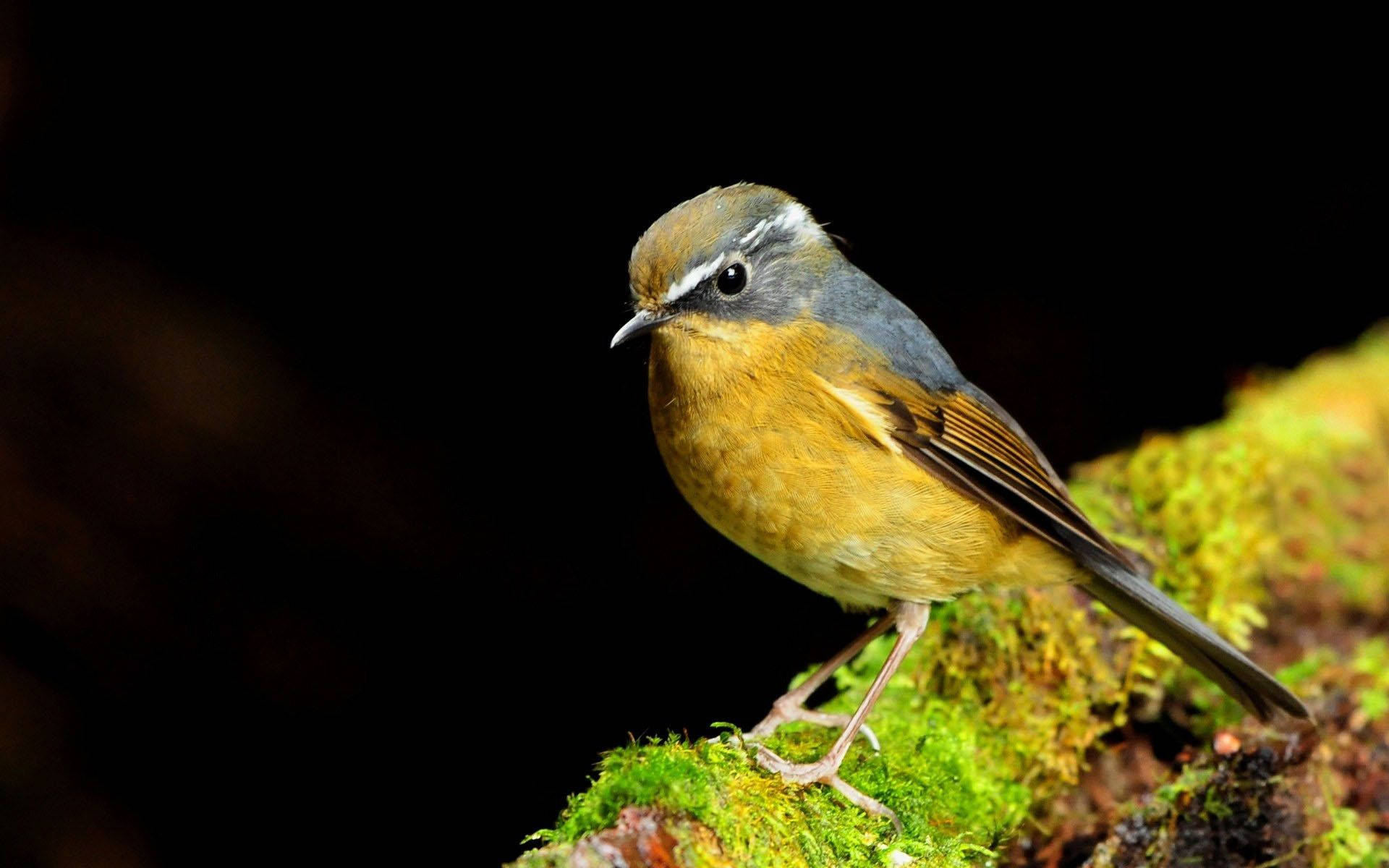 Yellow Bird On Mossy Wood Background