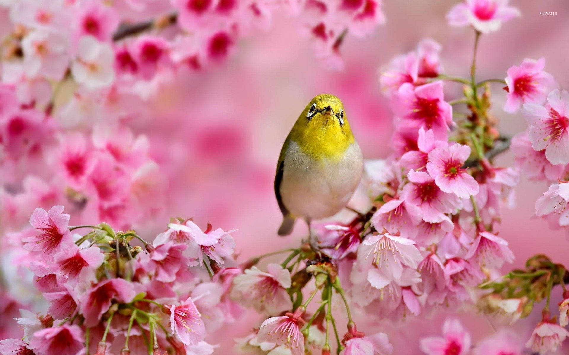 Yellow Bird On Pink Flowers Background