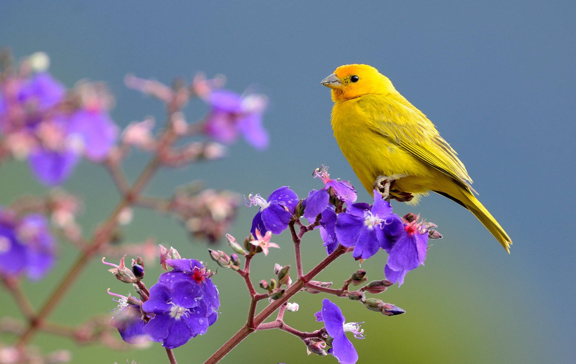 Yellow Bird On Purple Flower Background