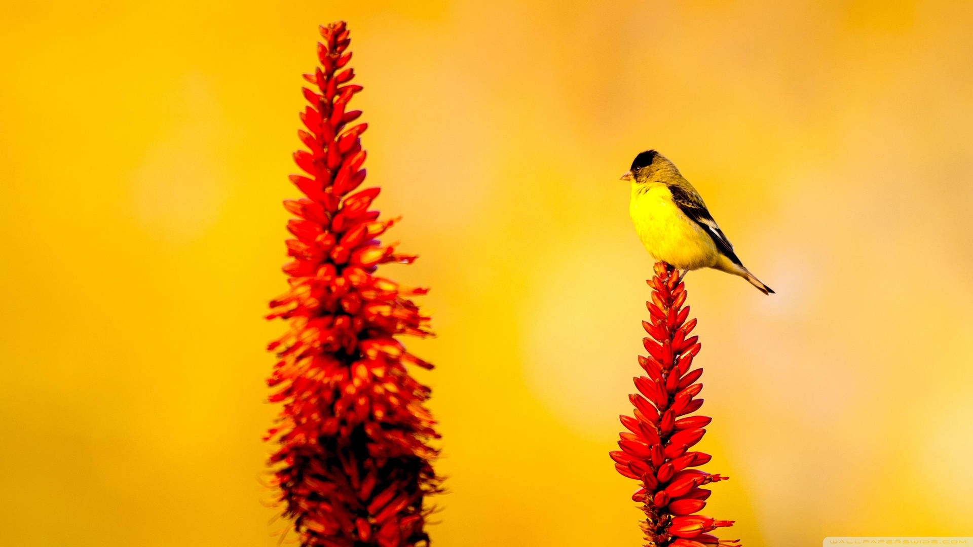 Yellow Bird On Red Flowers