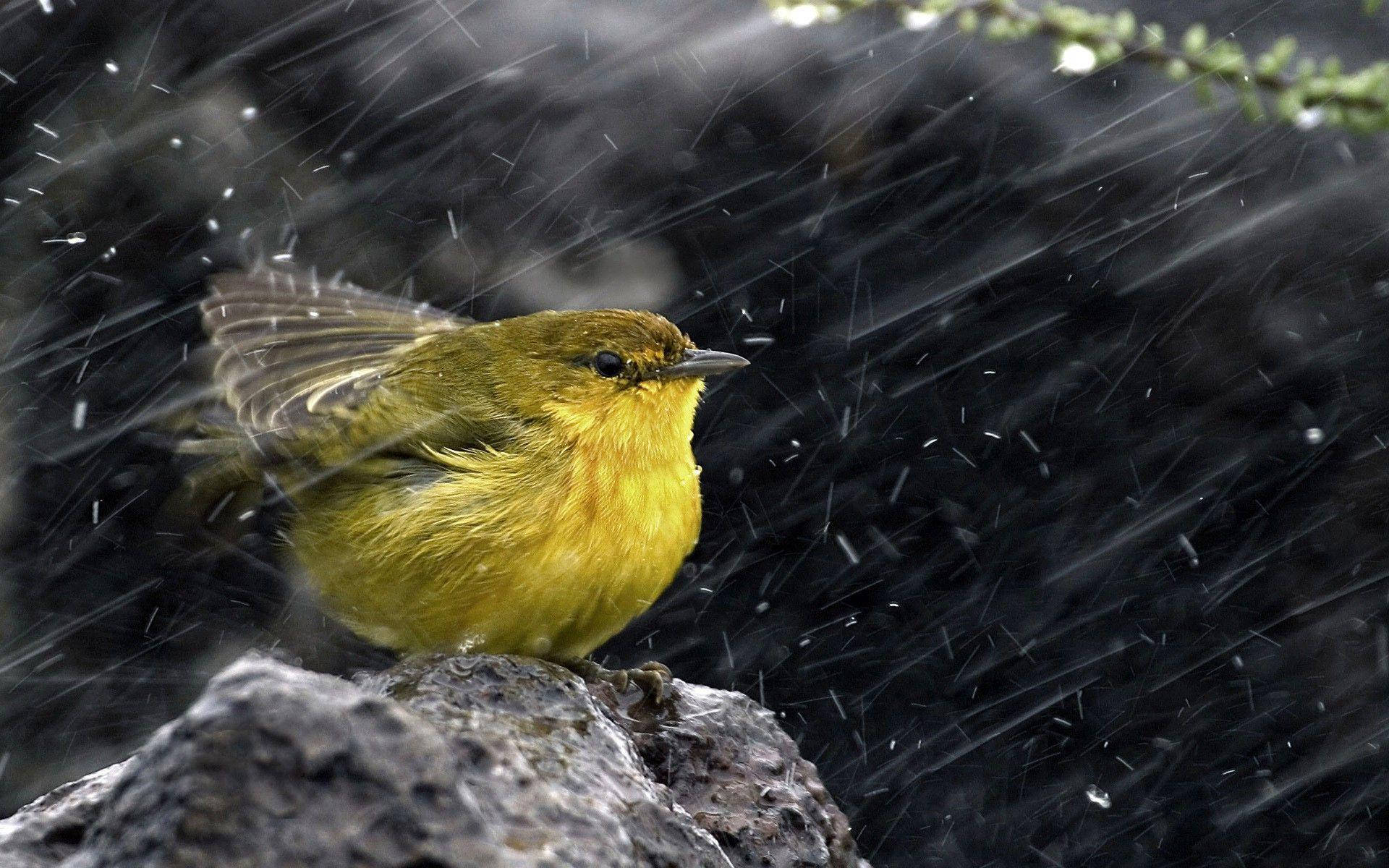 Yellow Bird Perching Most Beautiful Rain Background