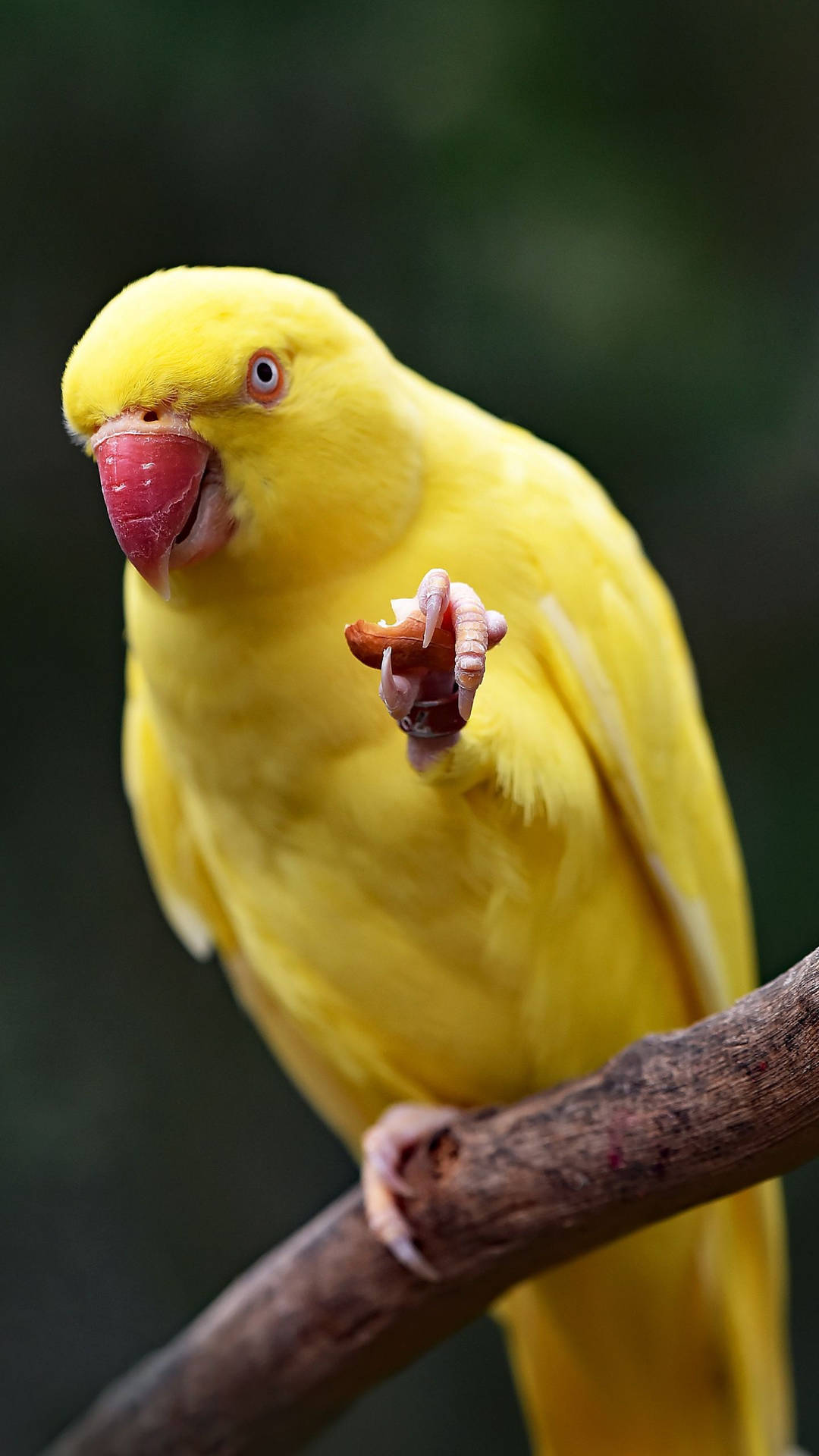 Yellow Bird With A Nut