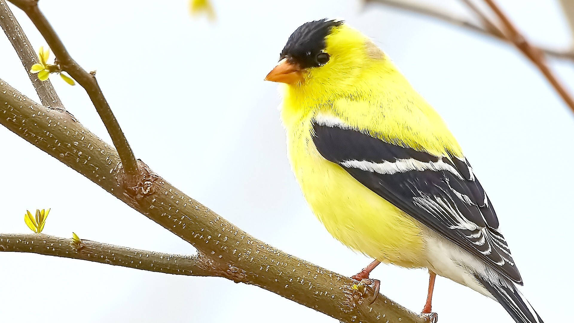 Yellow Bird With Black Feathers
