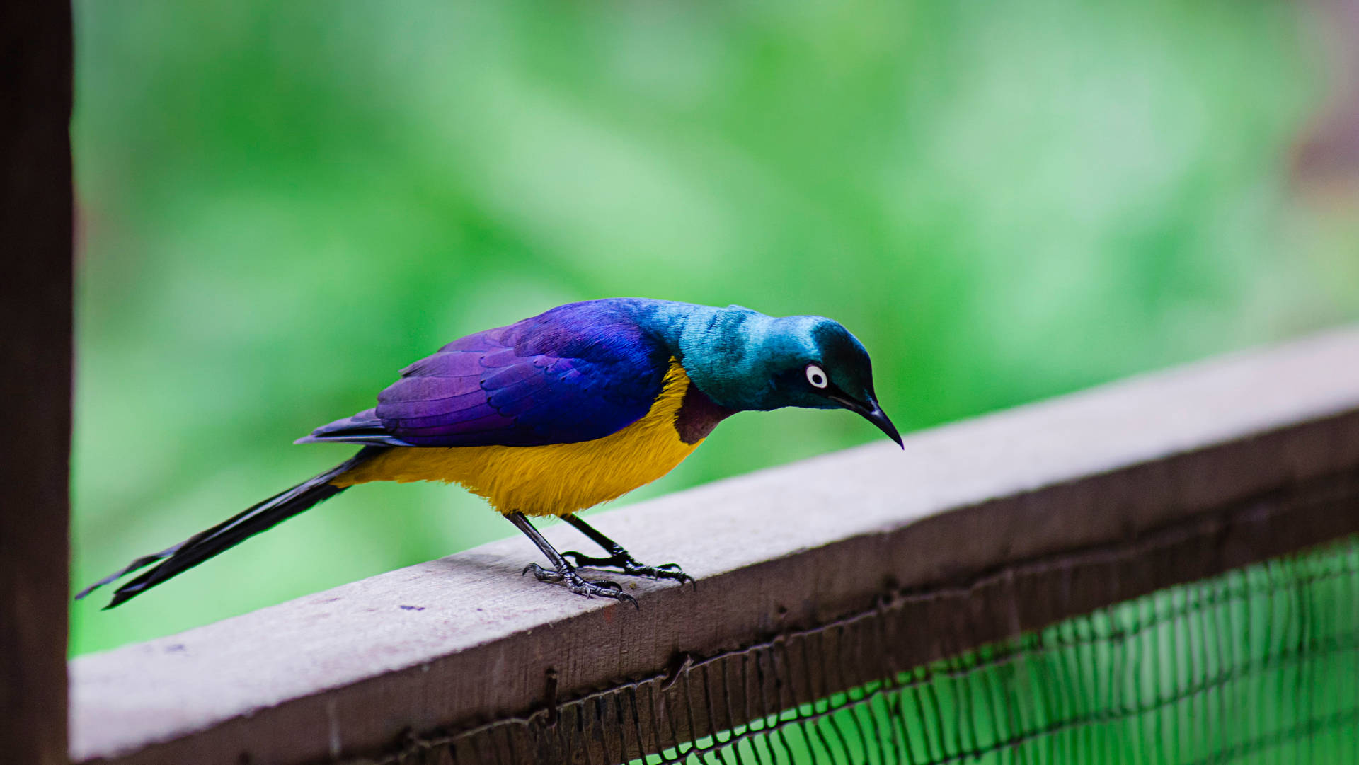 Yellow Bird With Blue Purple Feathers
