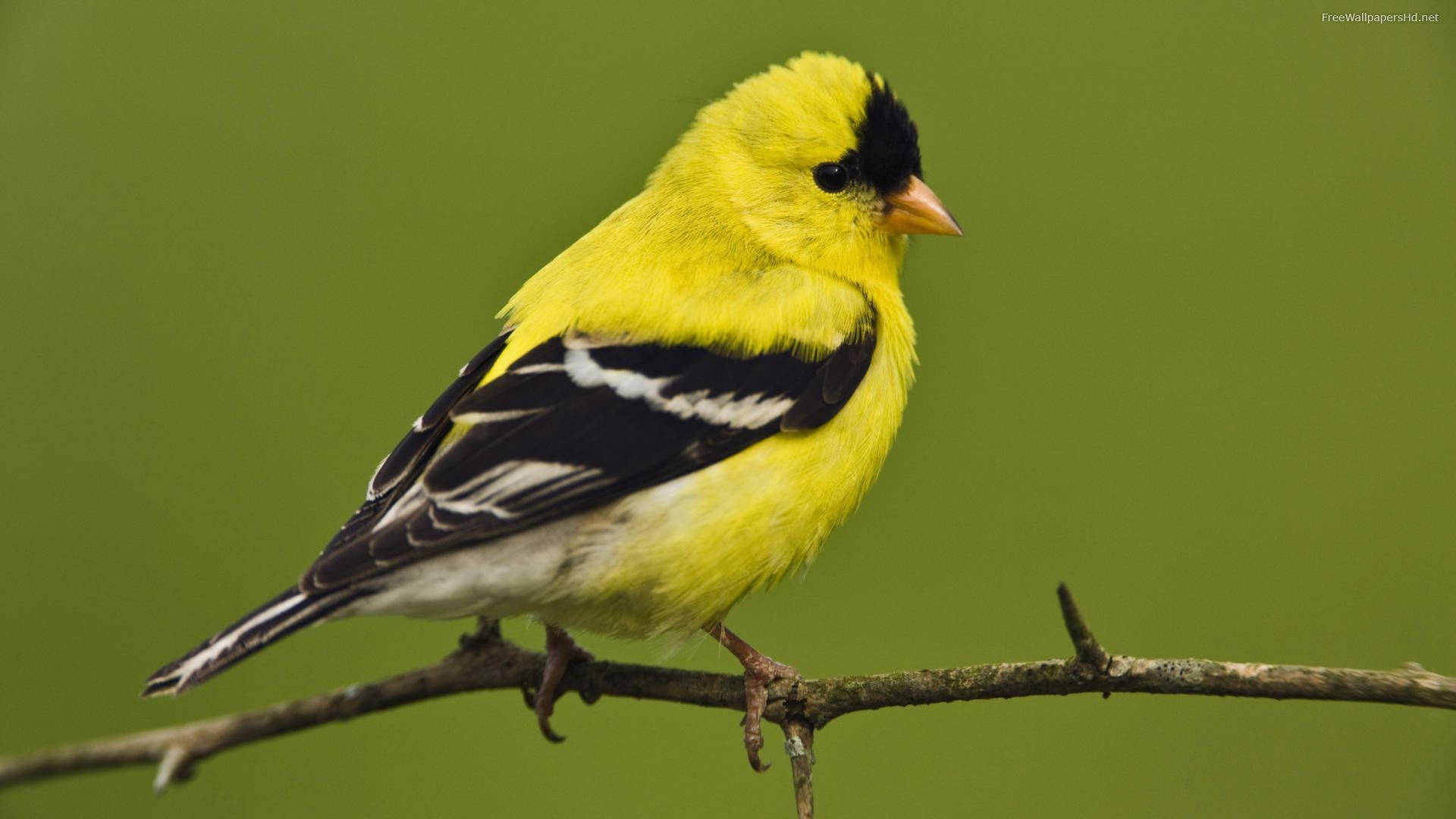 Yellow Bird With Orange Beak Background