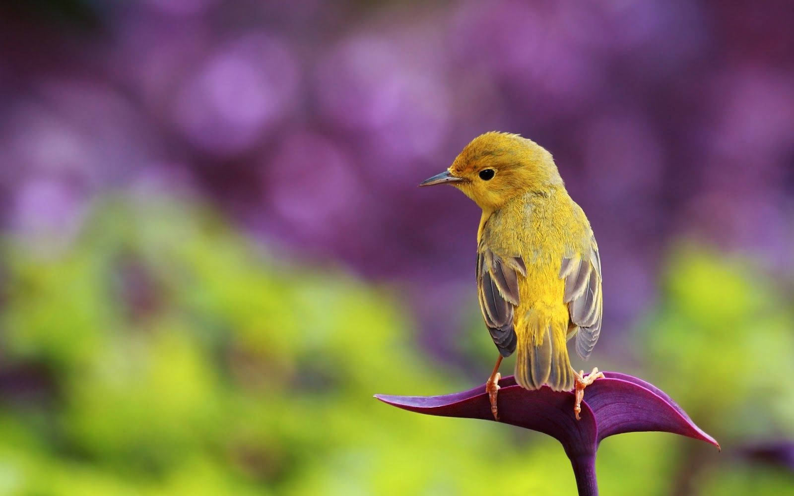 Yellow Bird With Purple Wings Background