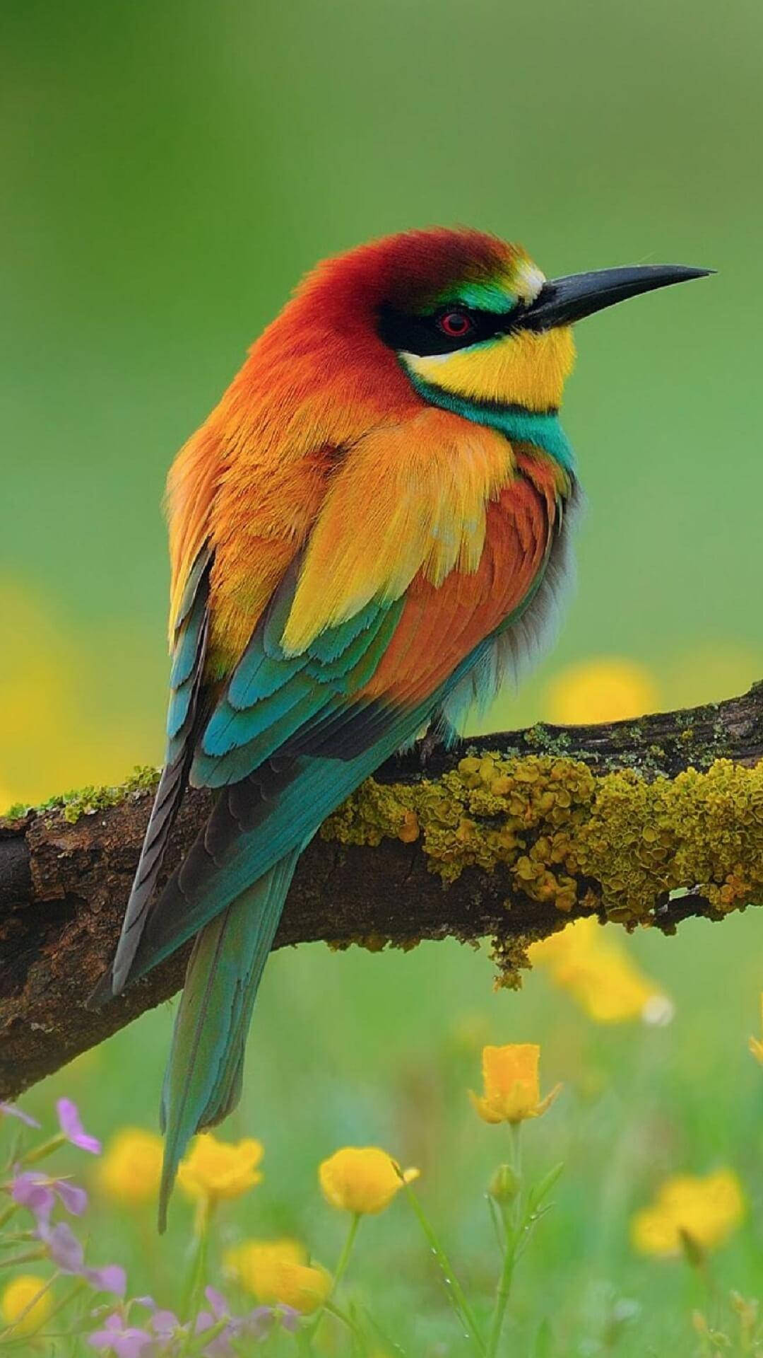 Yellow Bird With Sharp Beak Background