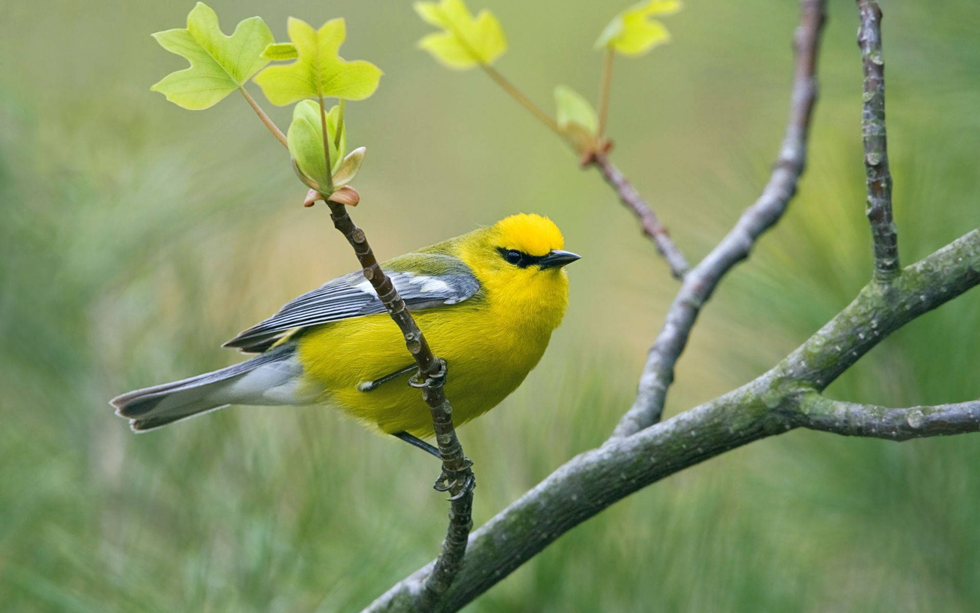 Yellow Bird With Sprouting Leaves Background