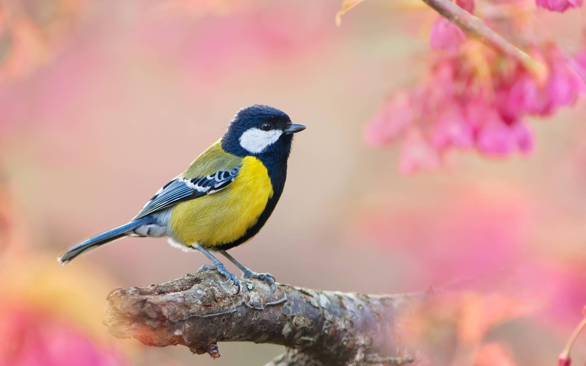 Yellow Bird With White Markings Background