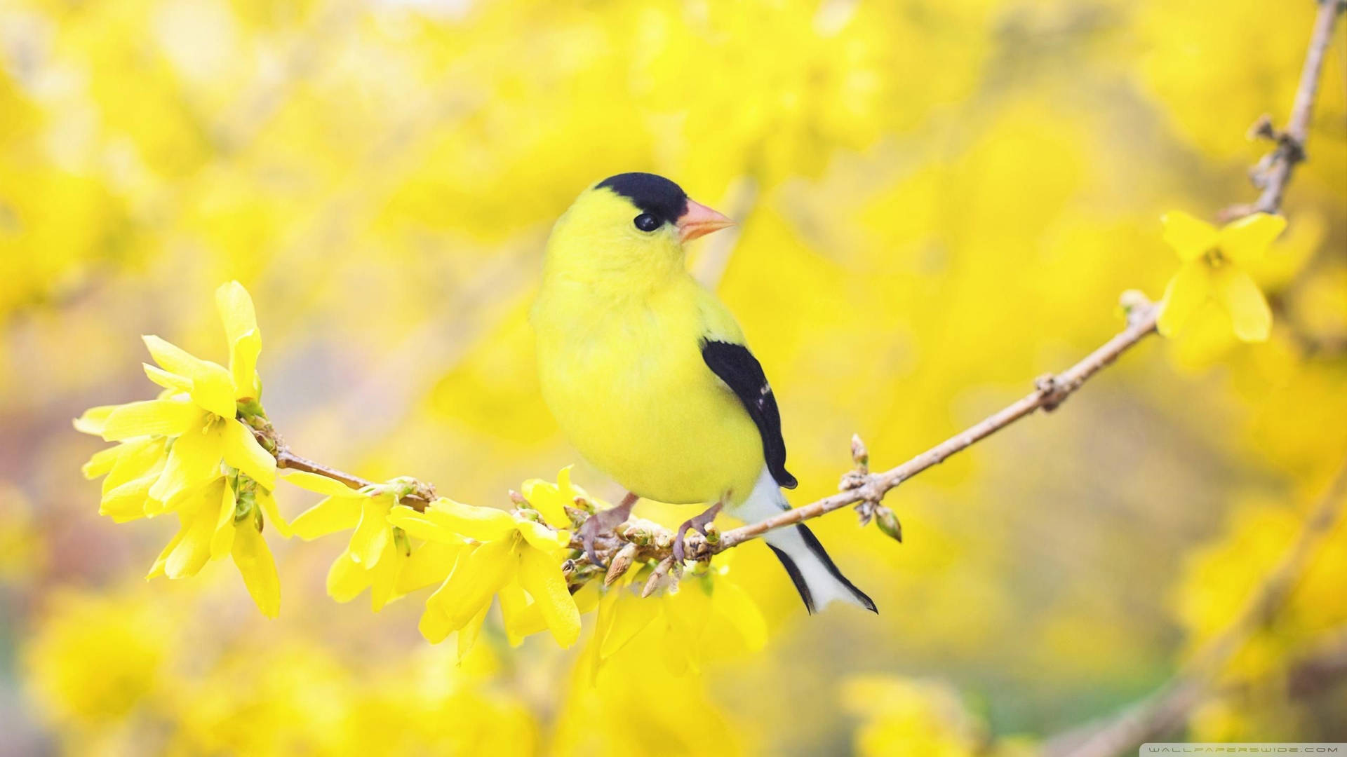 Yellow Bird Yellow Flower