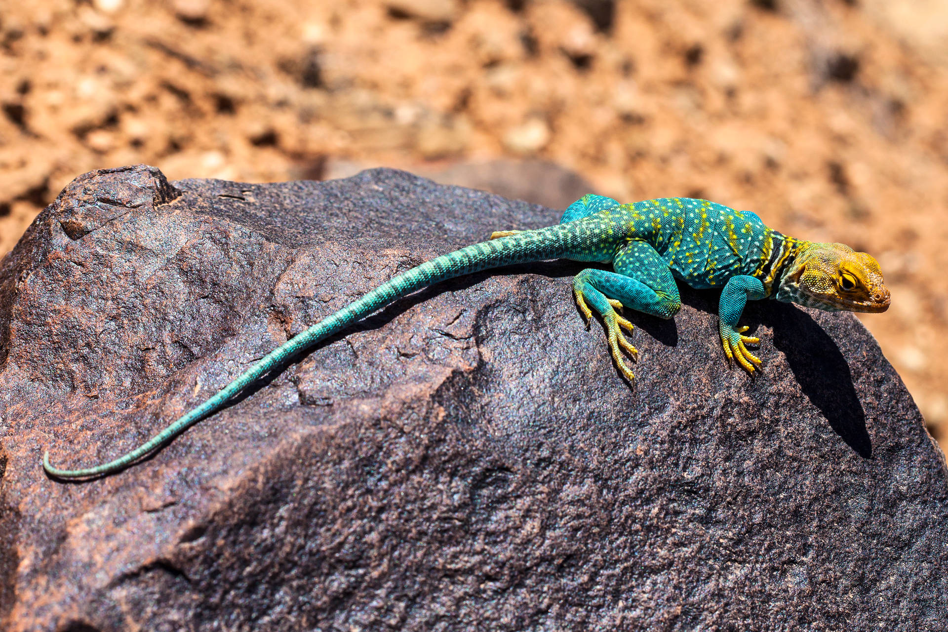 Yellow Blue Collared Lizard Large Rock