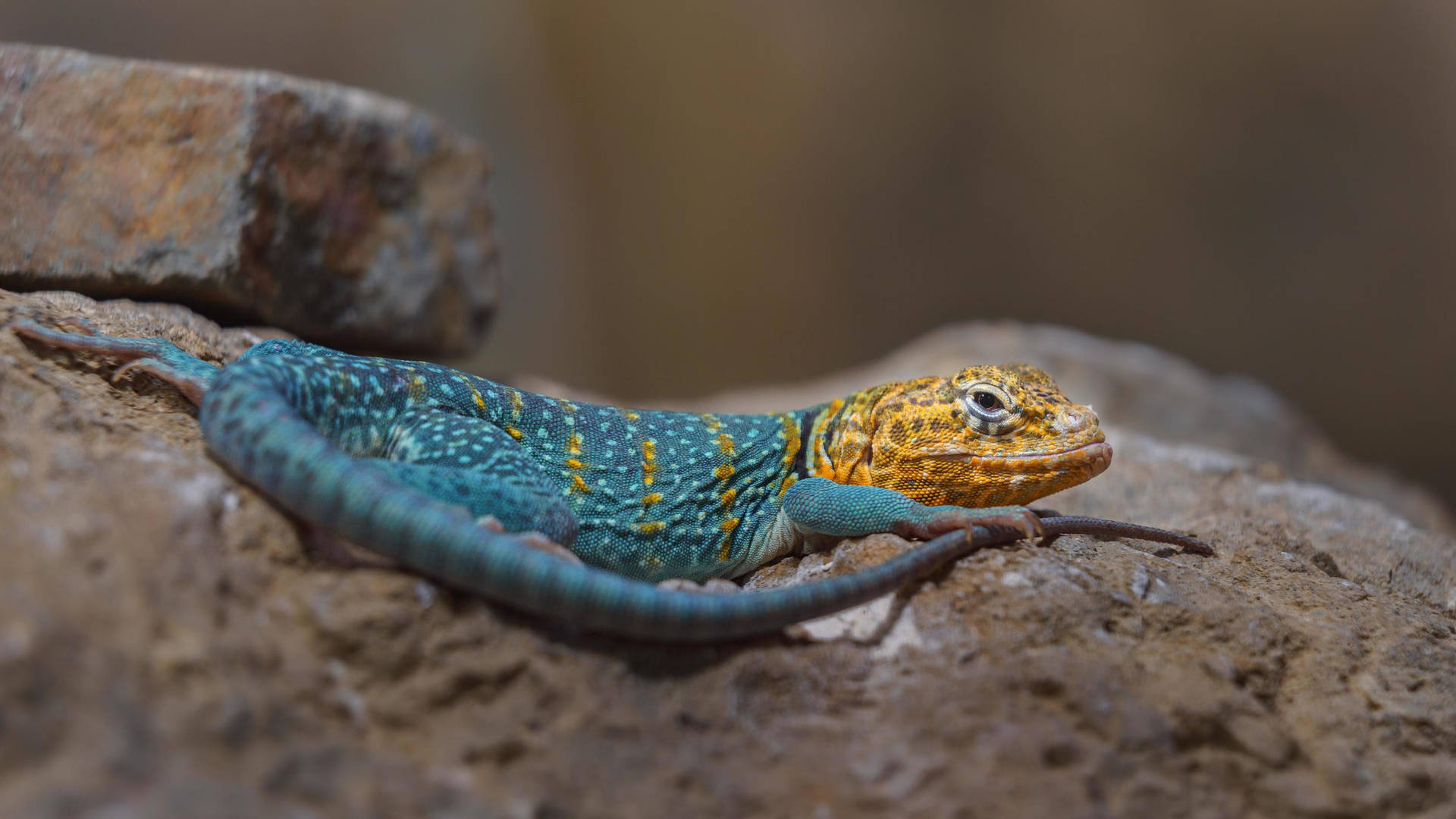 Yellow Blue Collared Lizard Background